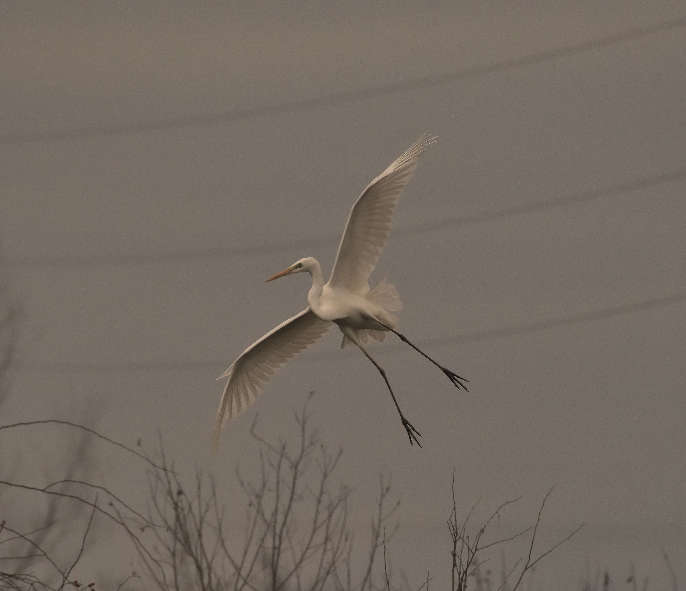 airone bianco maggiore