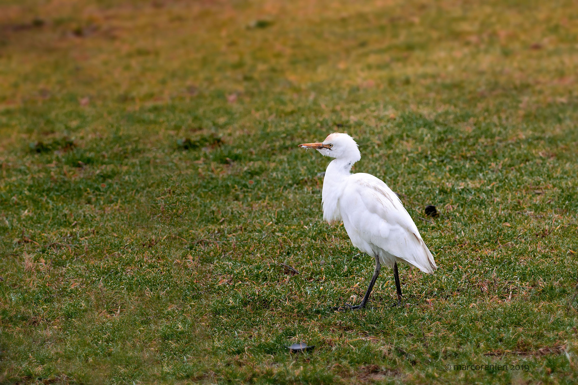Bubulcus ibis