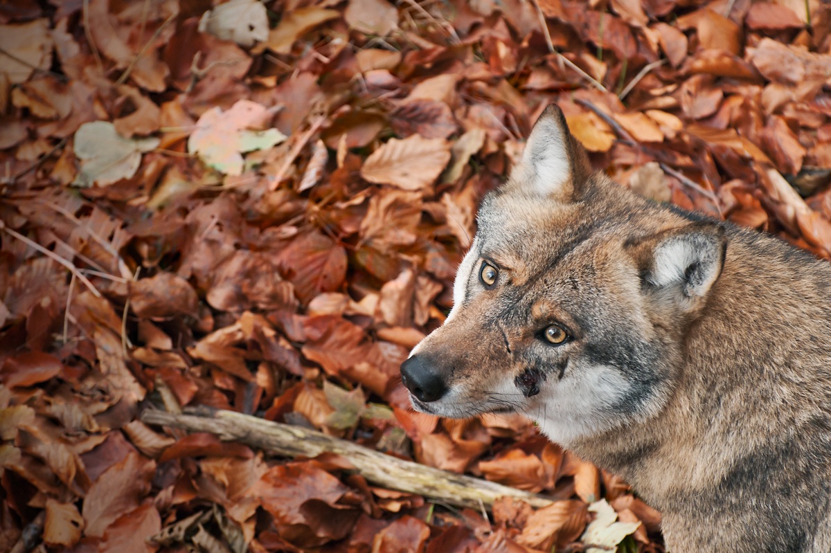 The gaze of the Wolf