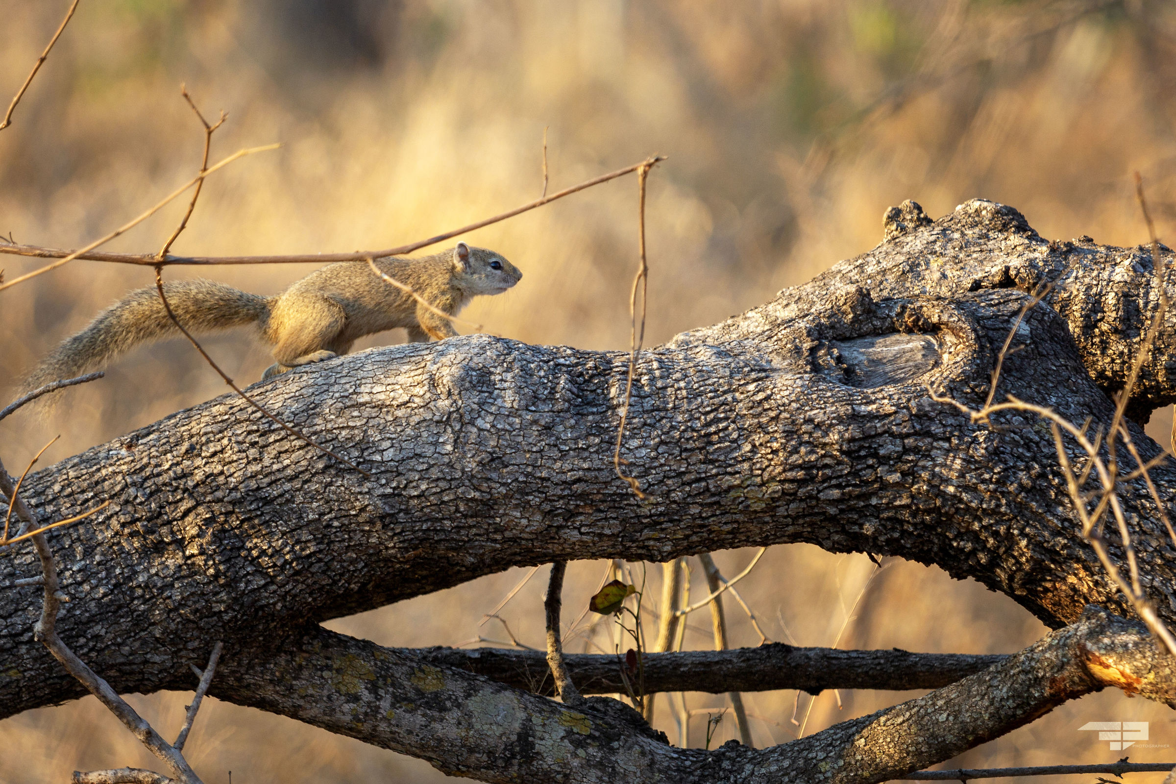 South African Squirrel