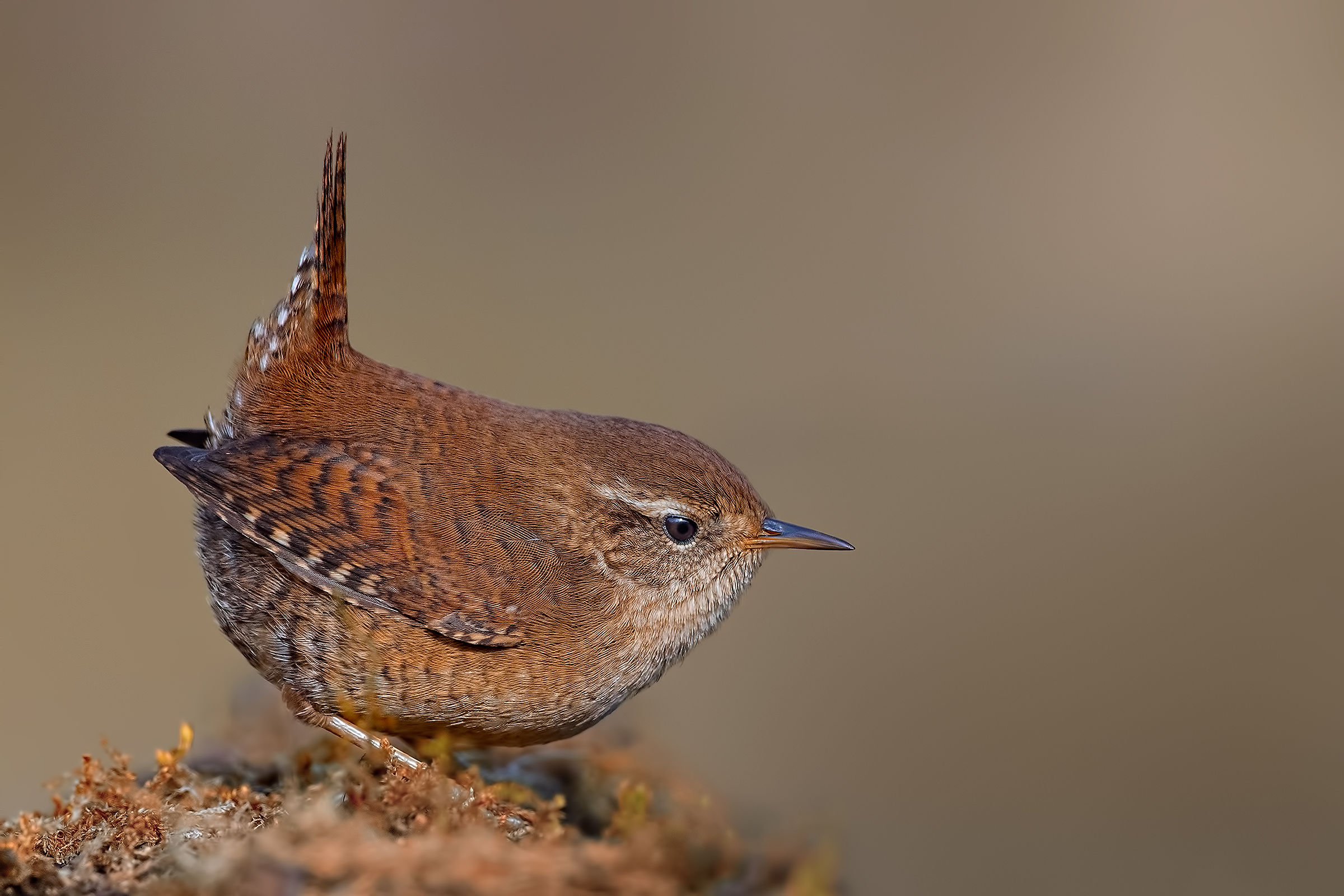 Scricciolo - Inverno 2019