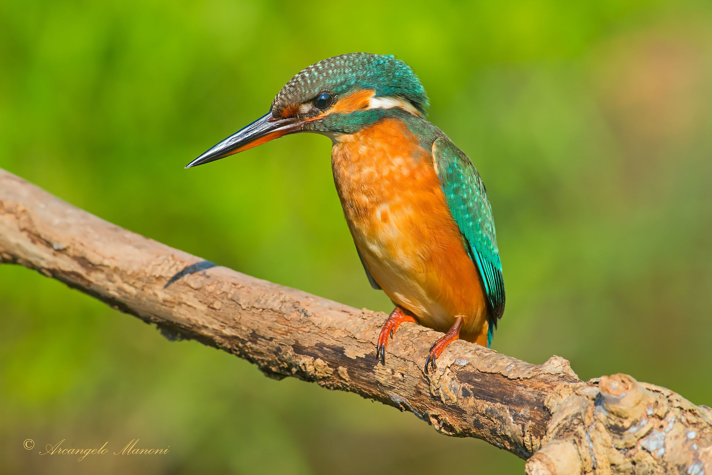 Nostalgia di martini