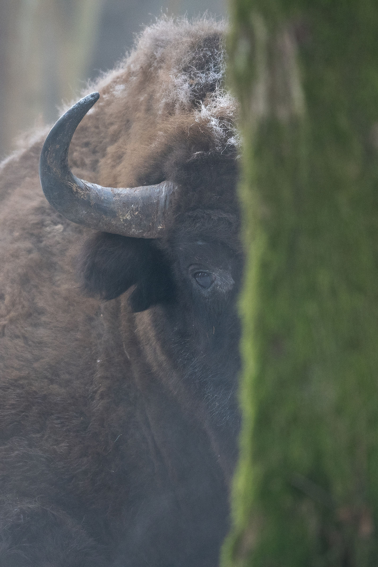Wisent
