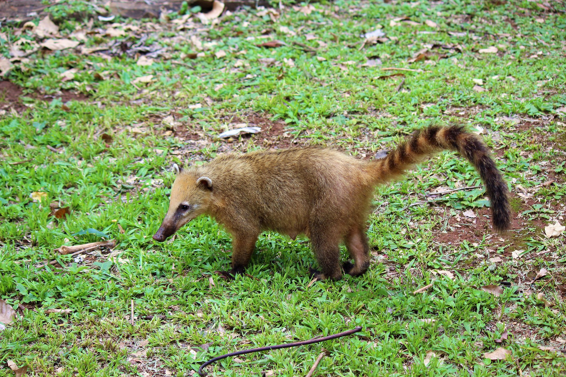 cascata di Coati-Iguacu