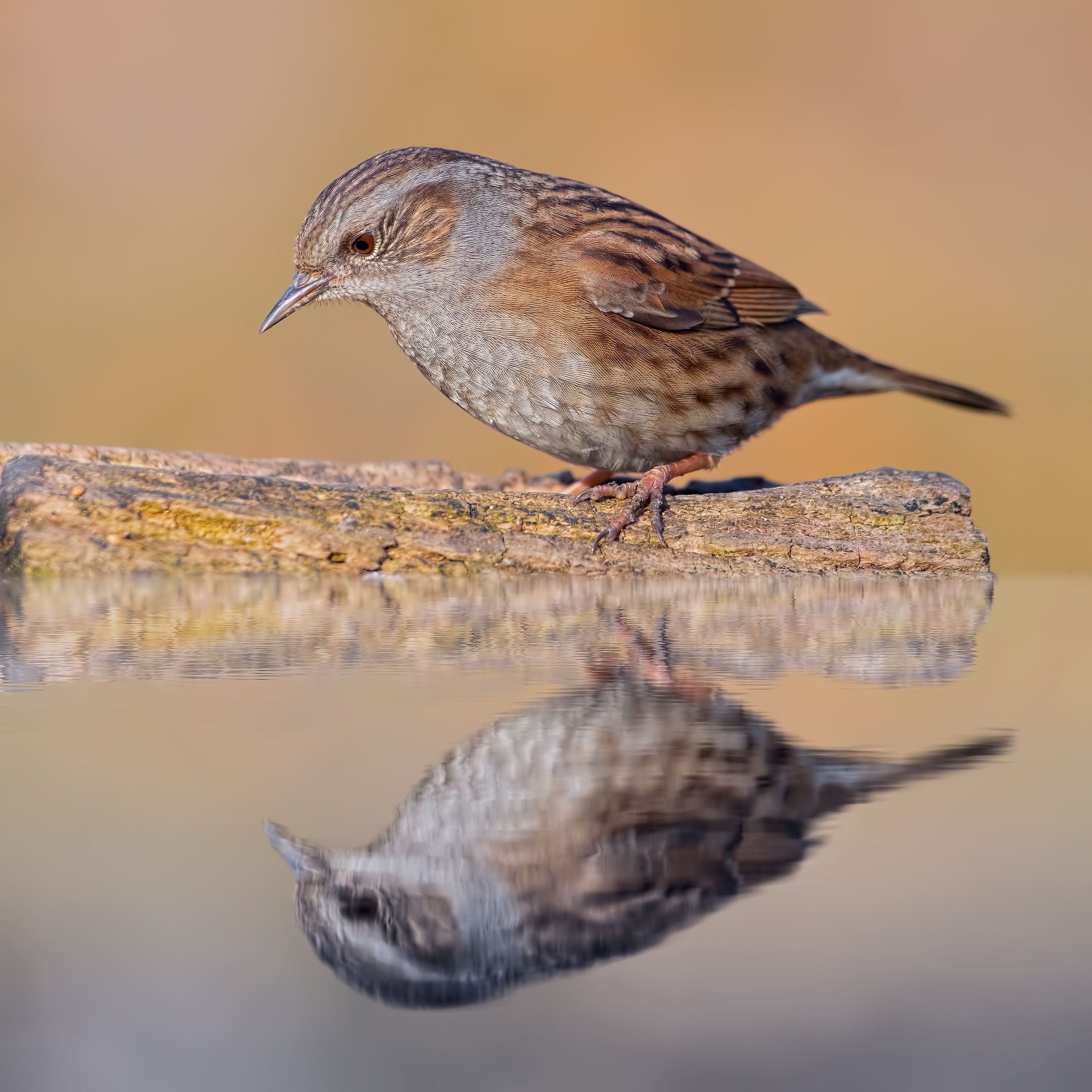 Passera scopaiola - Inverno 2019