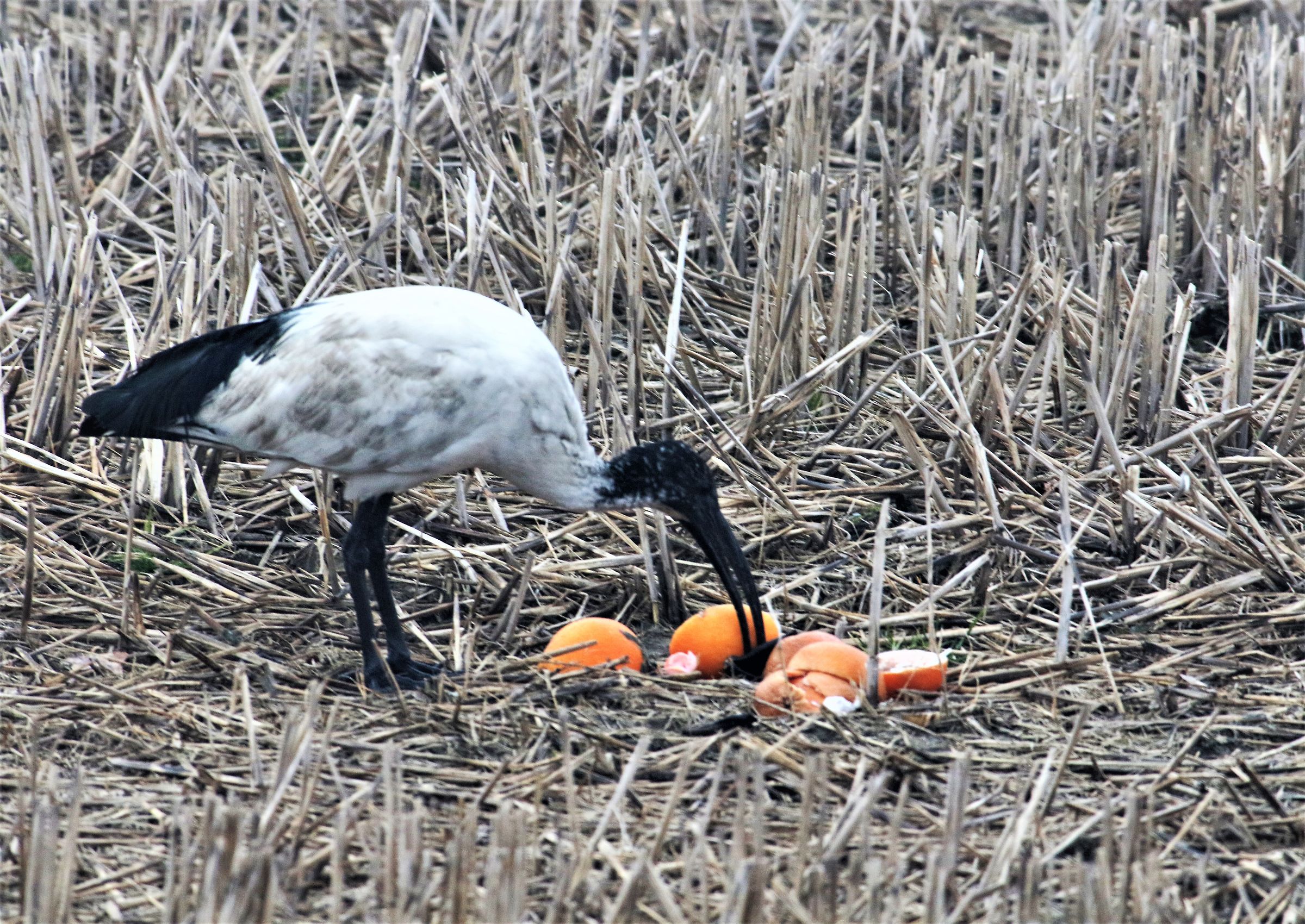 Raccolta Differenziata