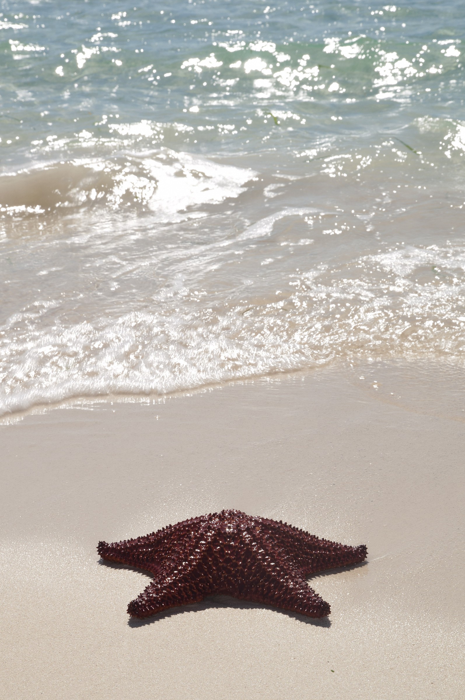 Stella marina a Cayo Levisa