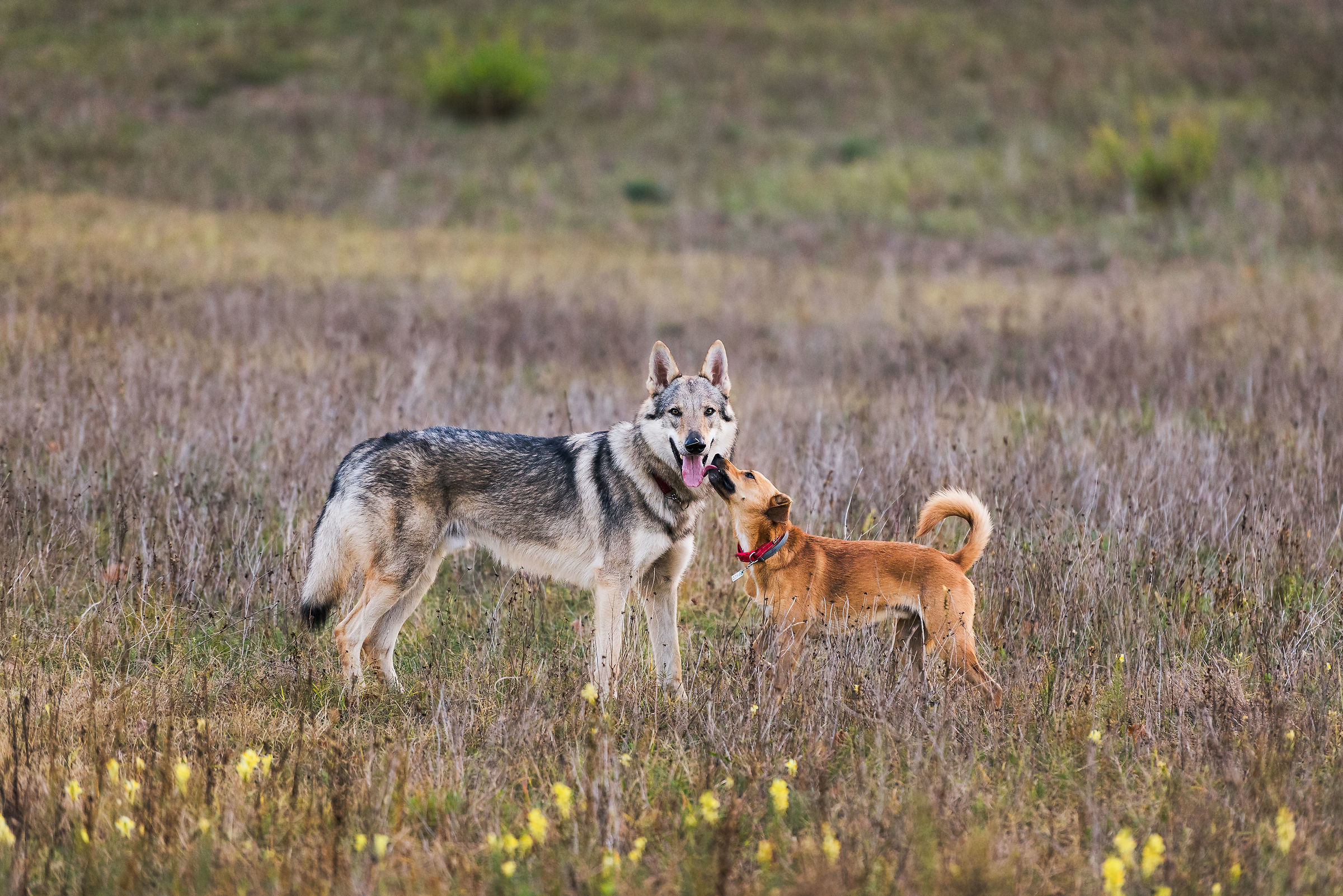 Aspetta un po' che non ho finito...