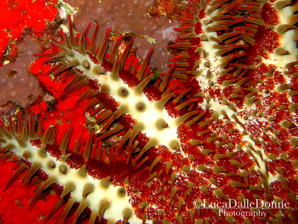 Star Crown of Thorns