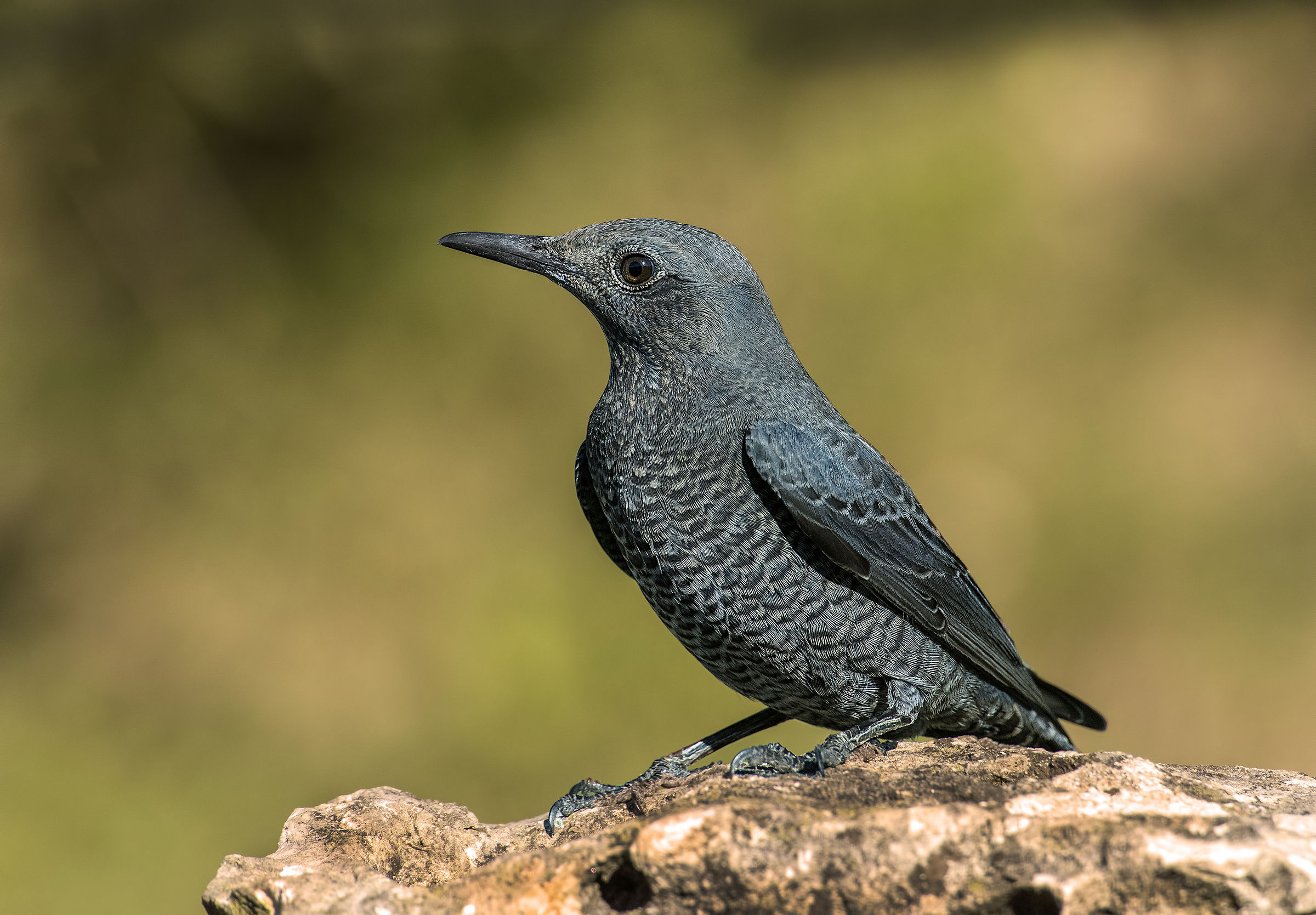 Lonely Female Sparrow
