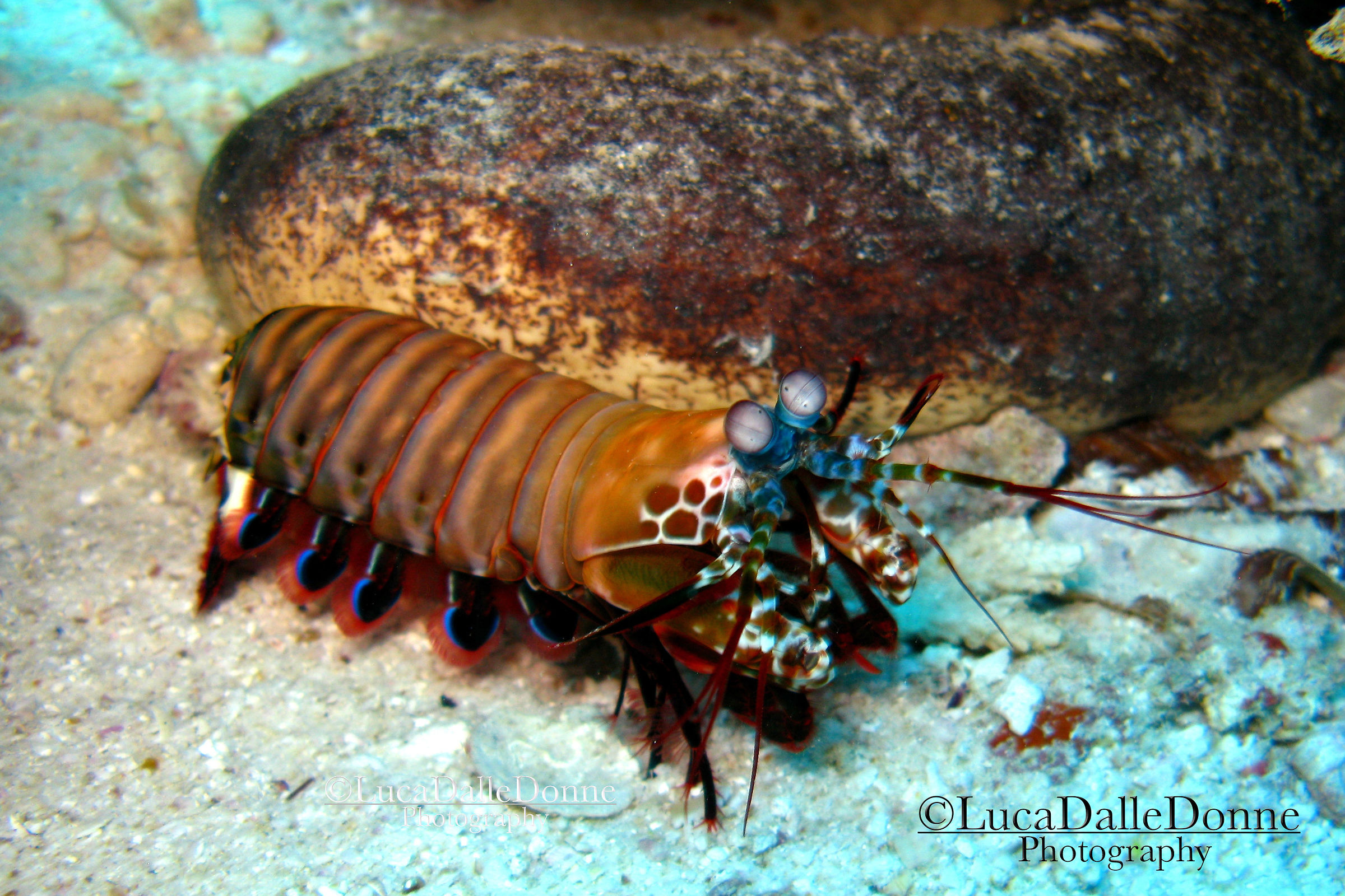 Mantis Shrimp