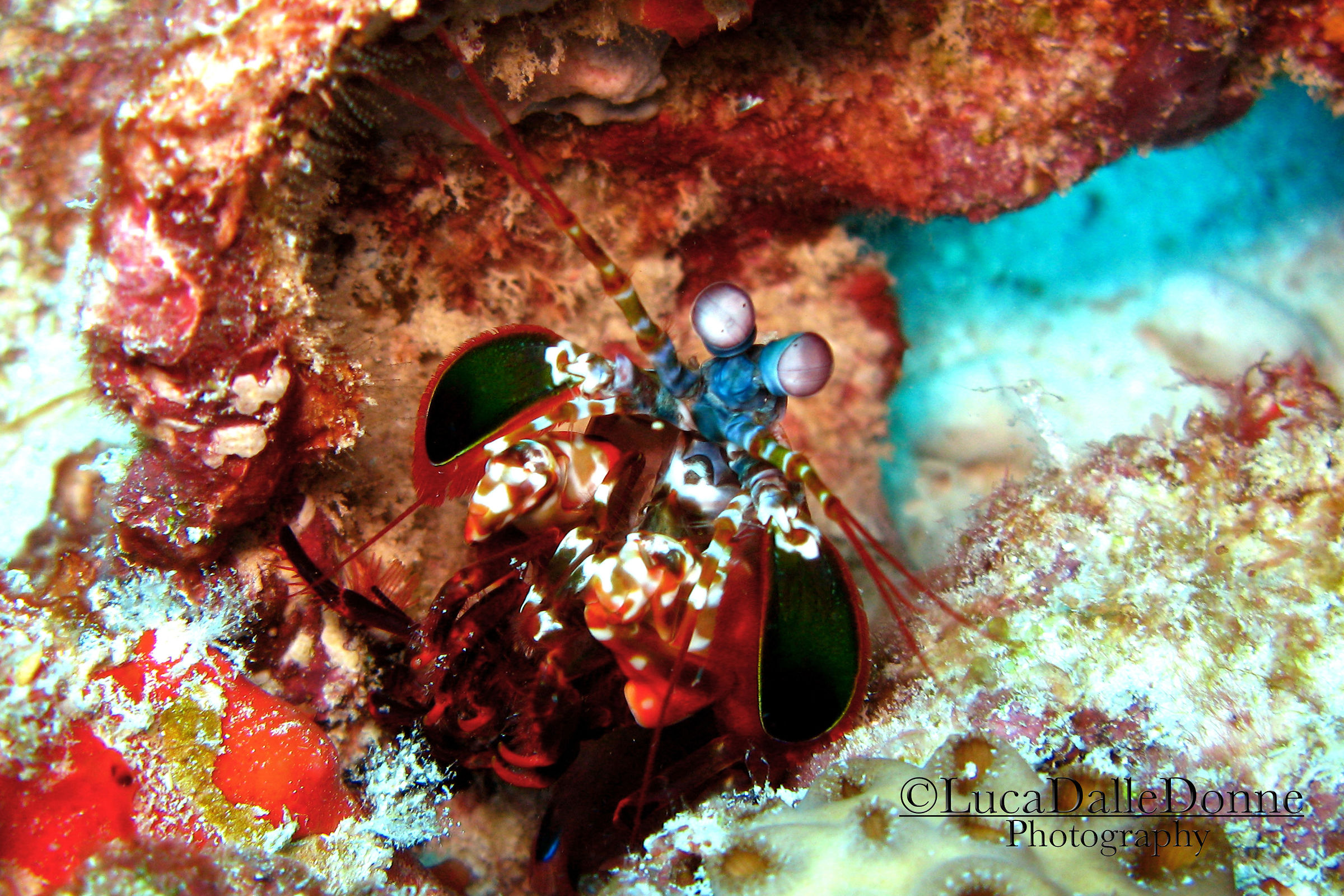 Mantis Shrimp