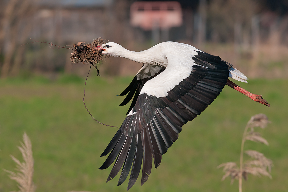 Stork