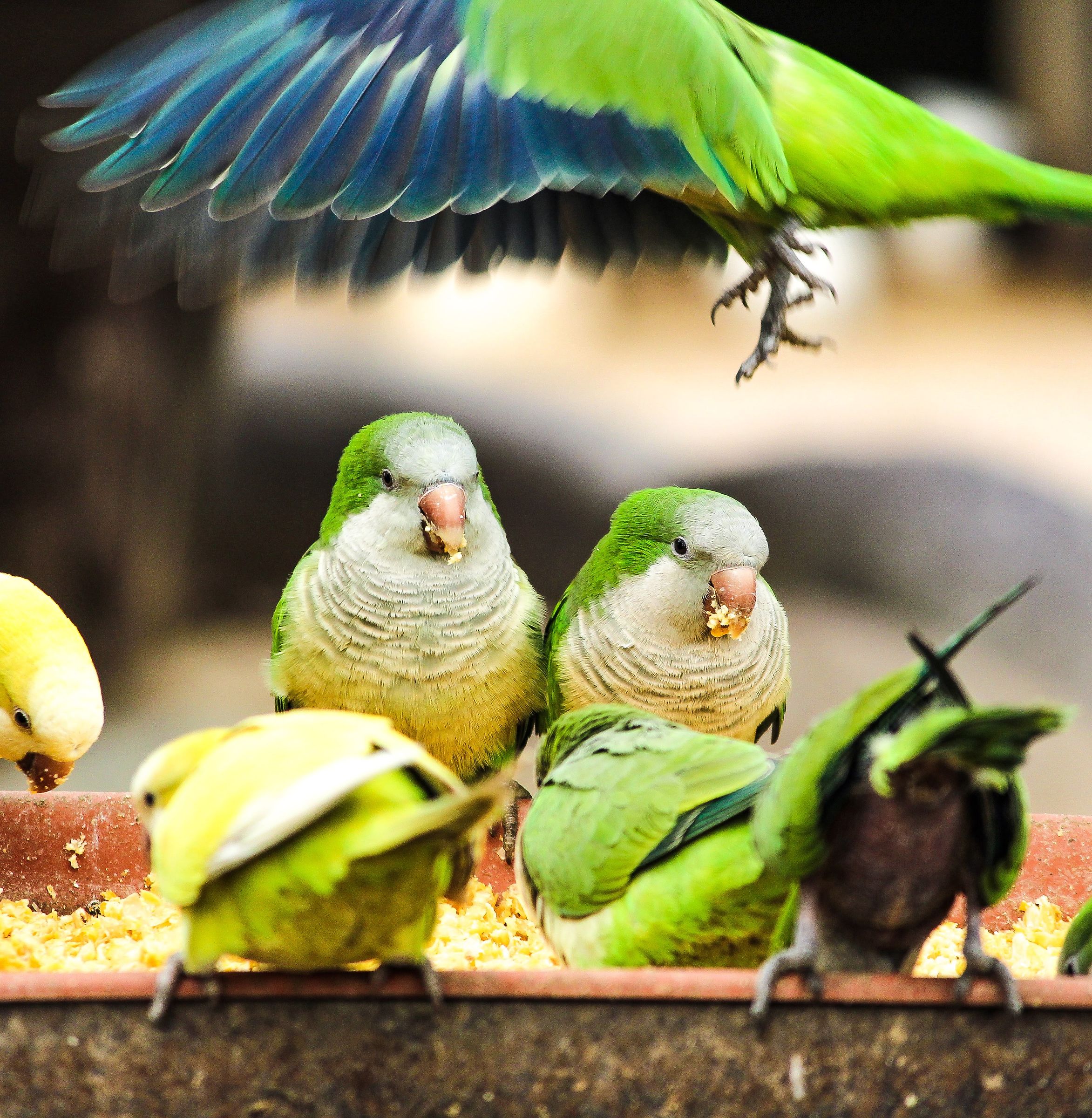 Colazione sotto l'ala