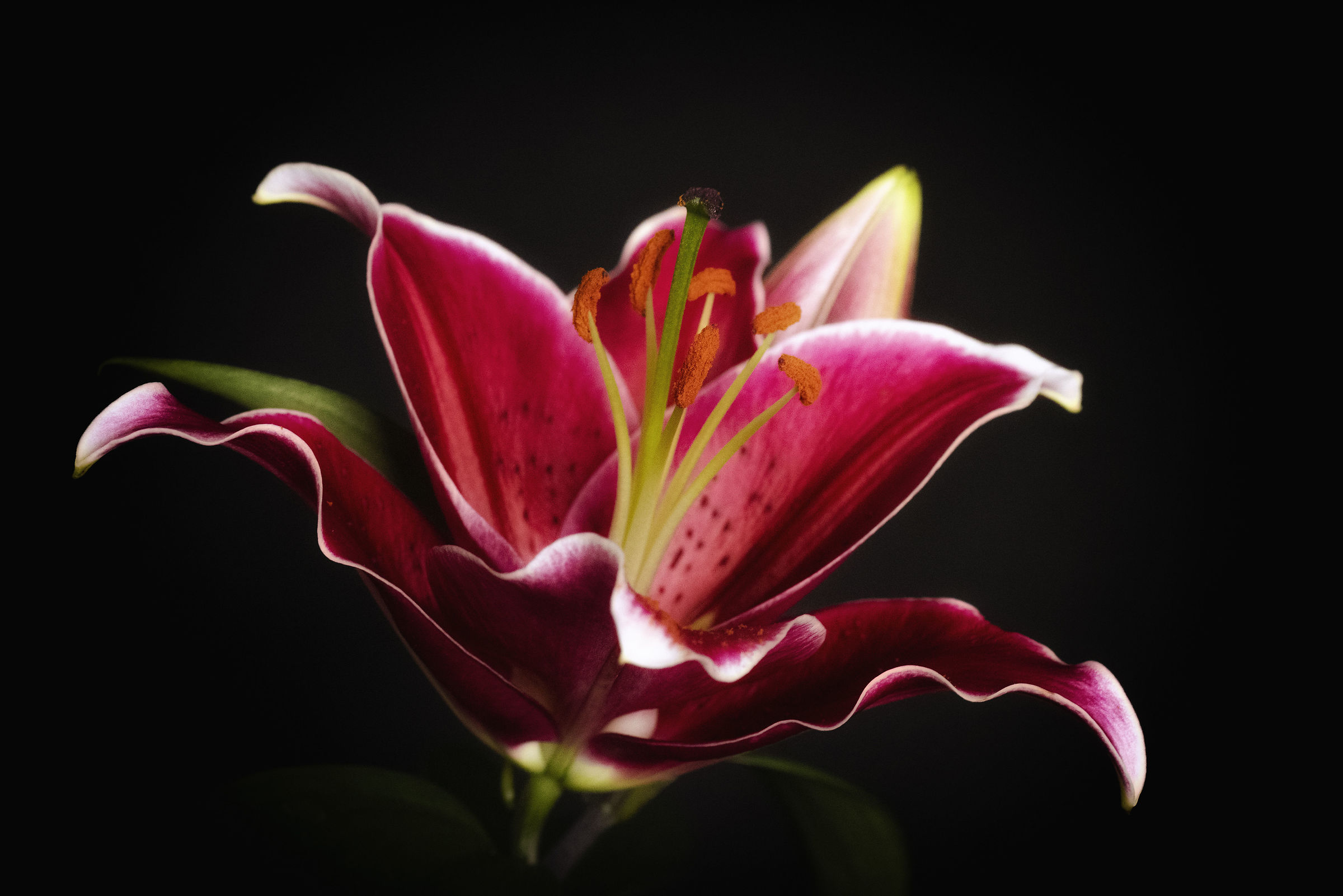 Lilium...