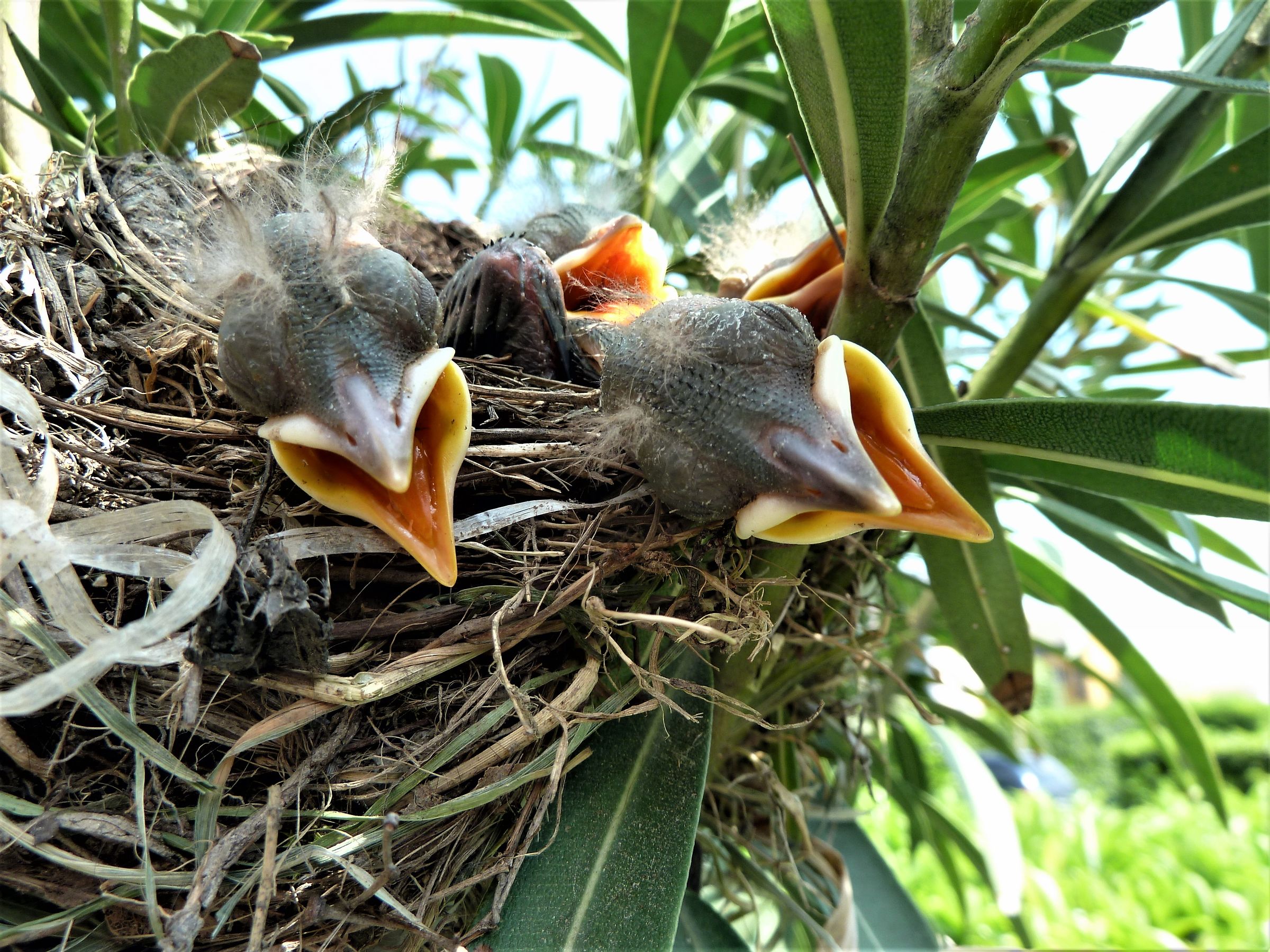 In attesa del pranzo
