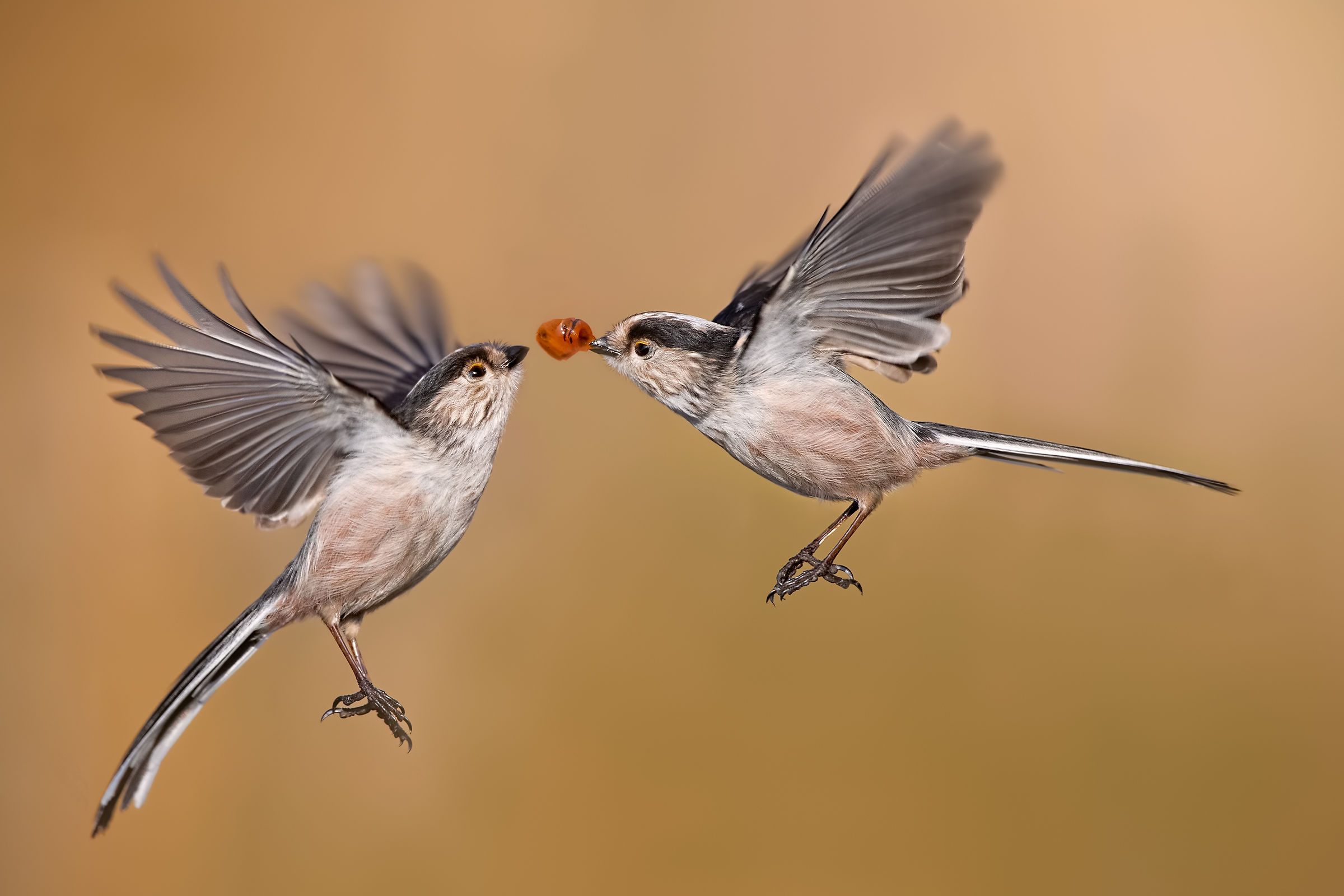Codibugnoli in volo - Inverno 2019