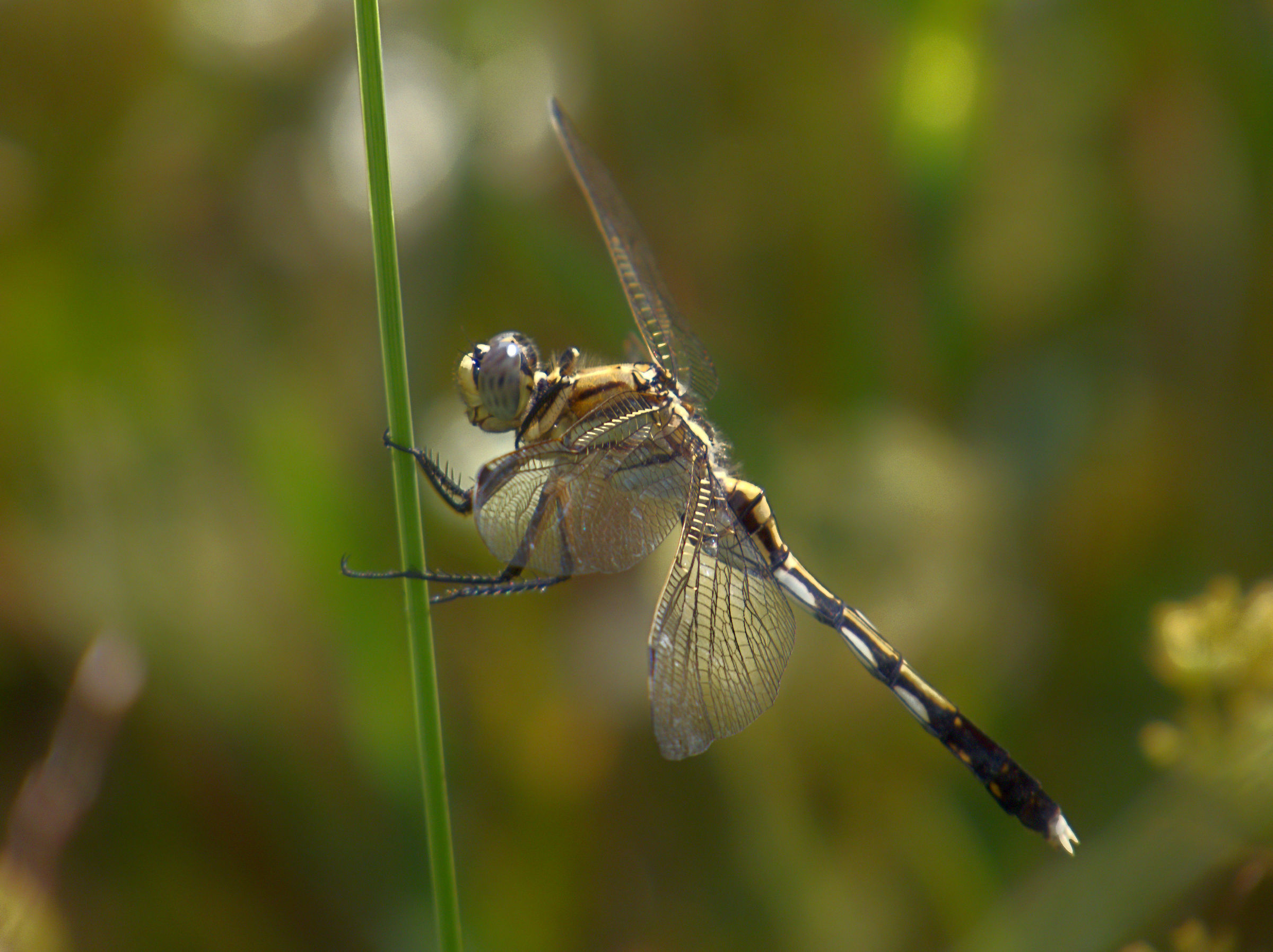 Nuova interpretazione Orthetrum albistylum &male;