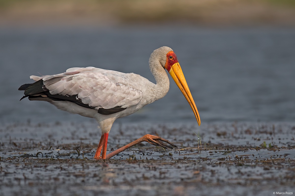 Yellow-billed stork