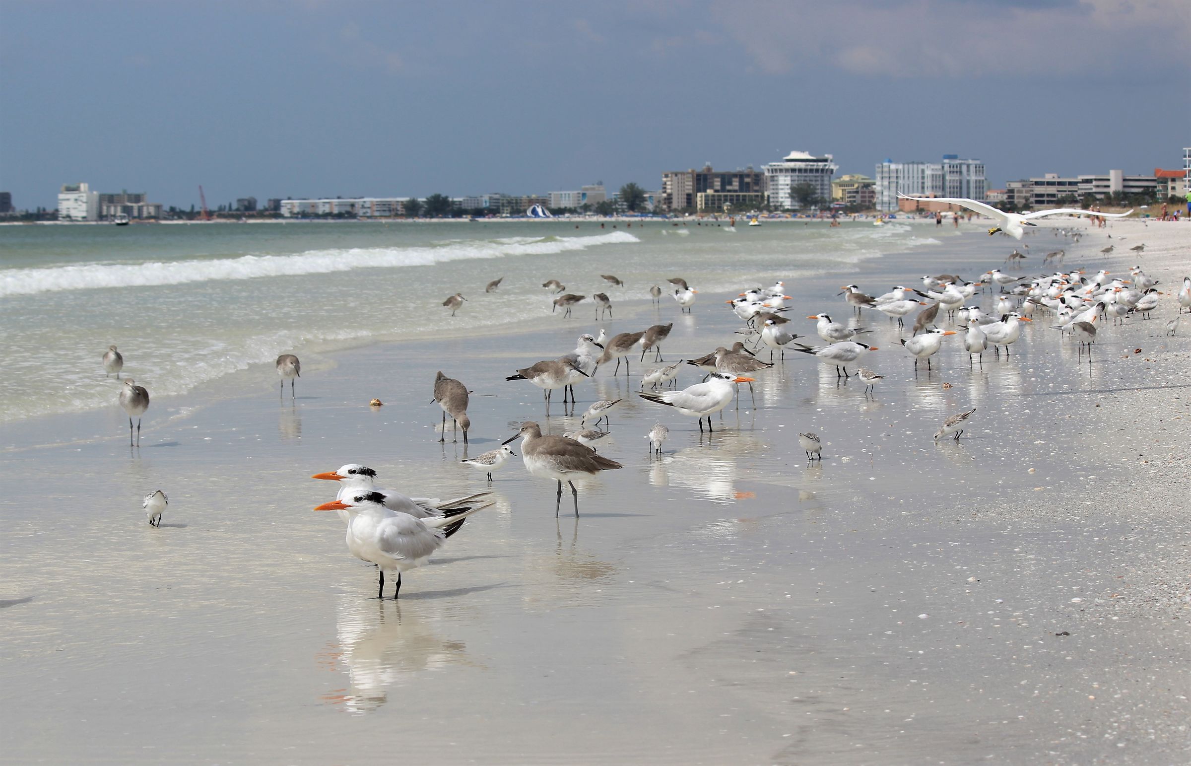 riunione in spiaggia a Tampa