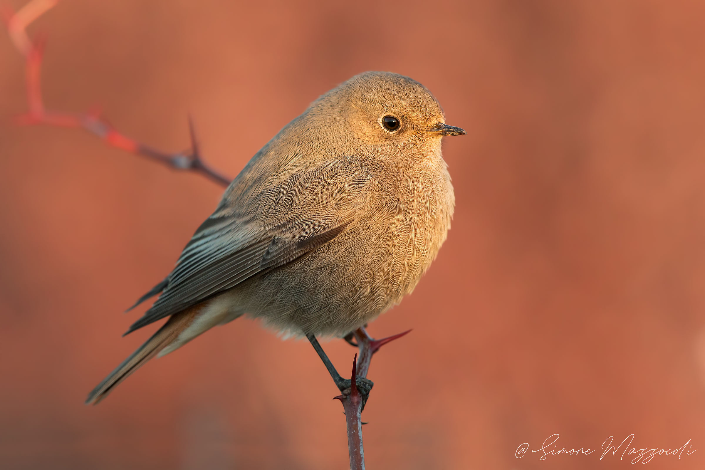 Codirosso spazzacamino f.