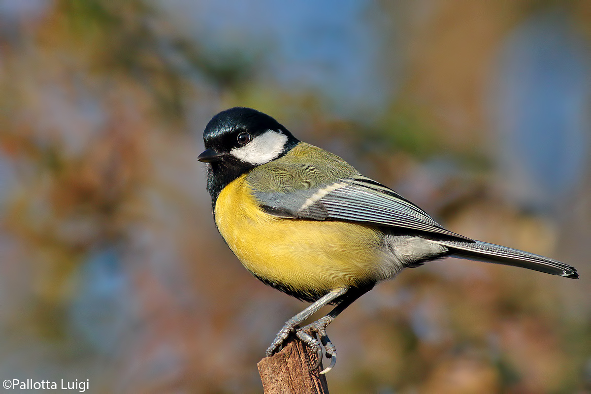 Cinciallegra (Parus major)