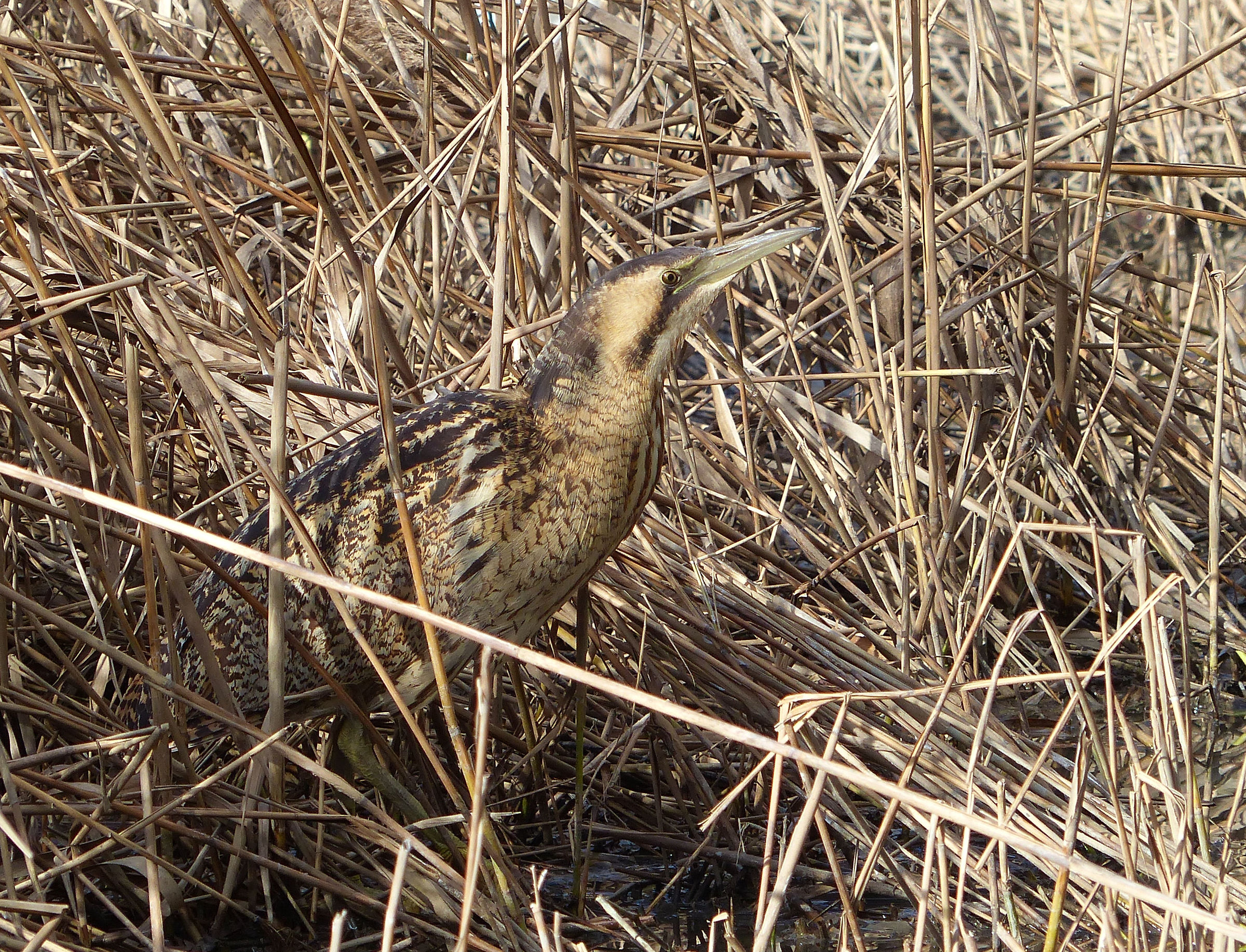 Bittern