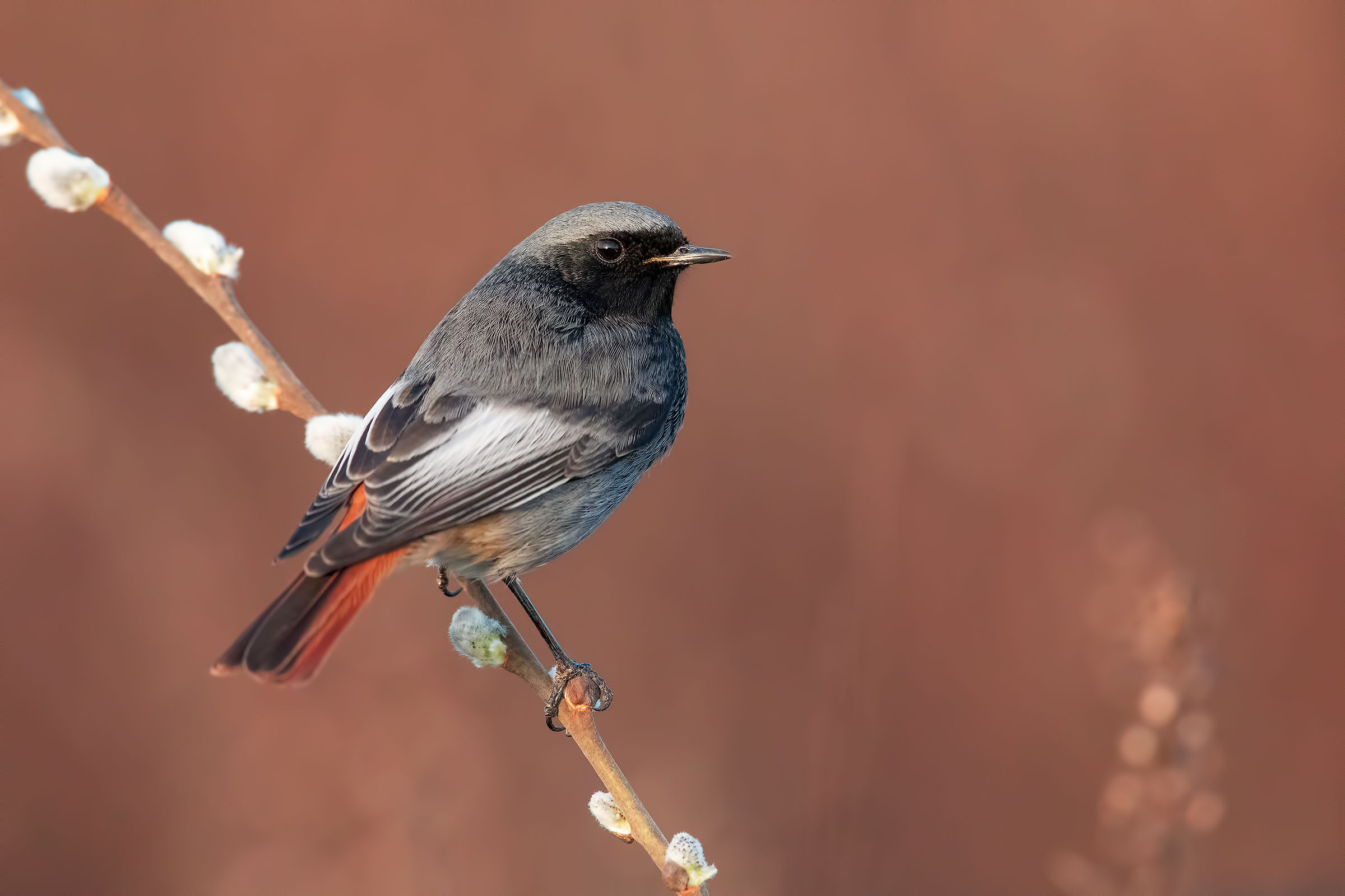 Codirosso spazzacamino