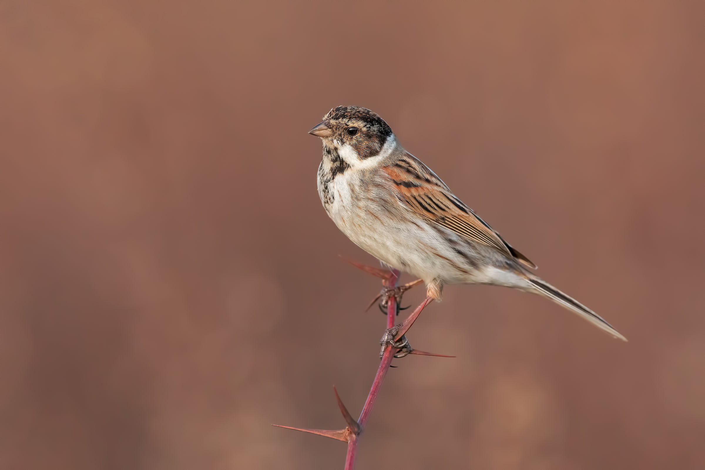 Migliarino di palude