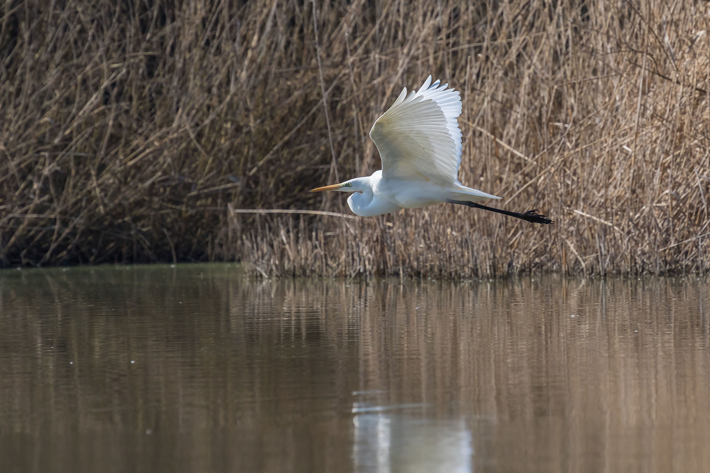 White Heron
