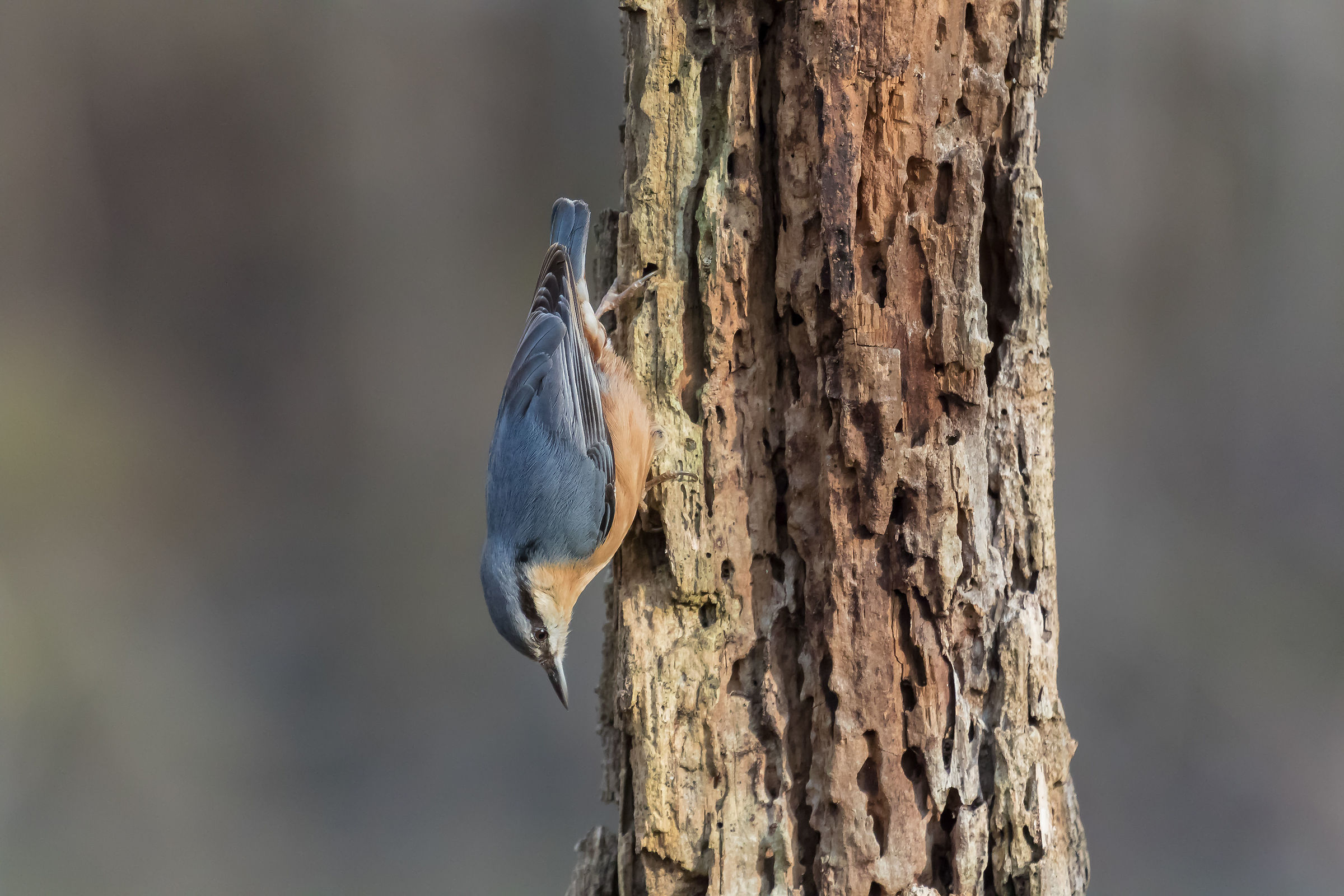 Nuthatch