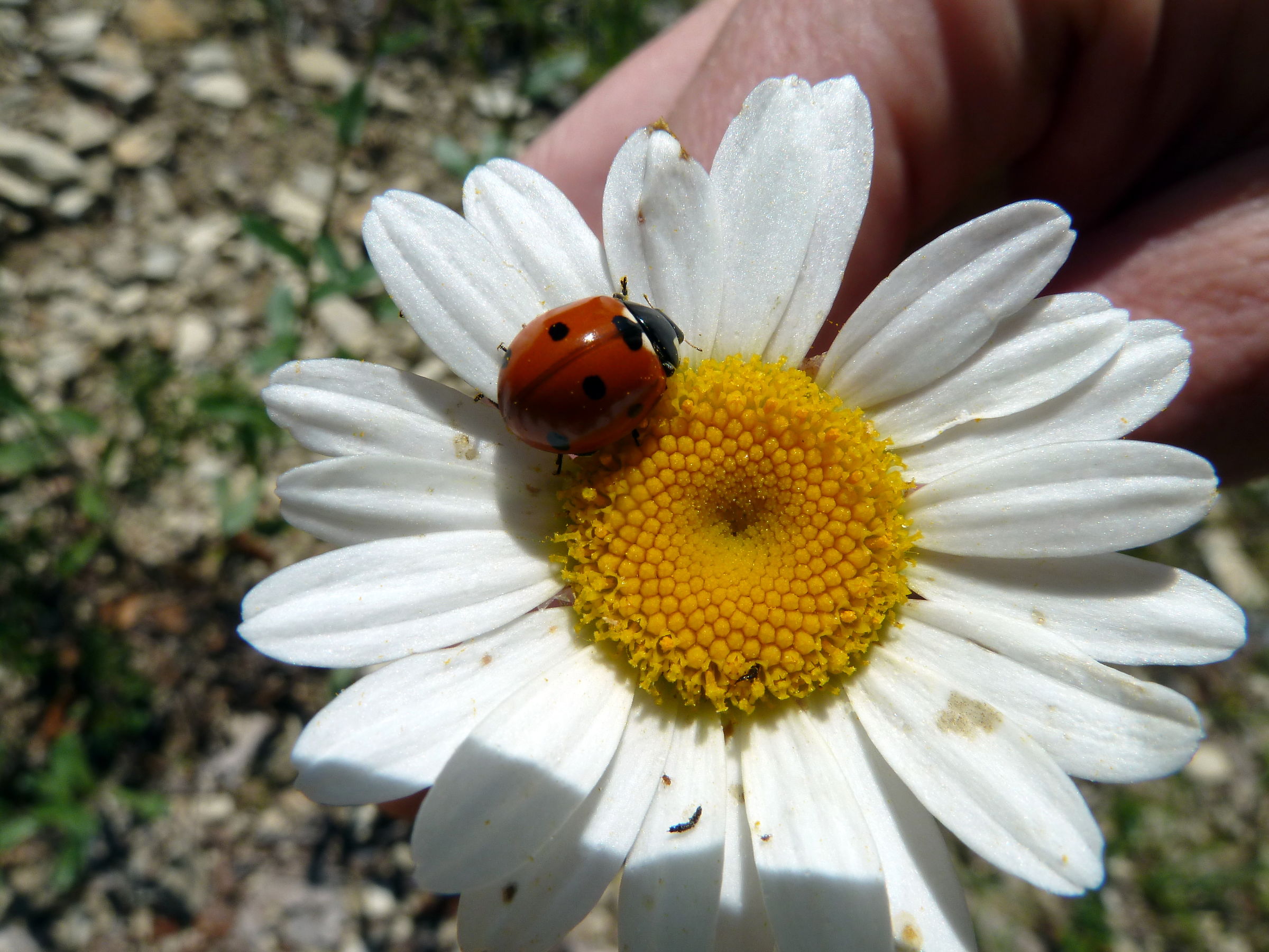 Margherita e Coccinella