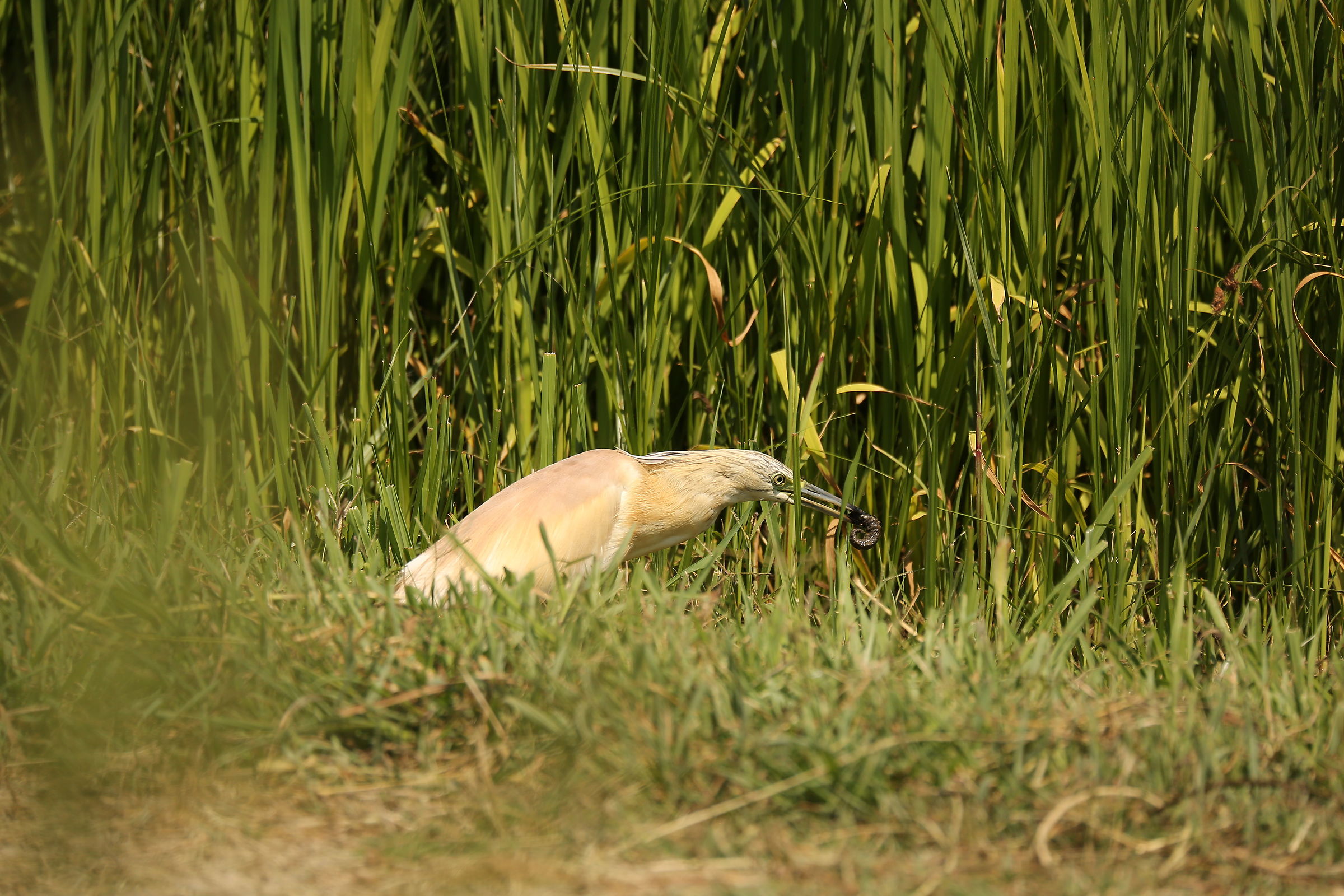 Il pranzo è servito