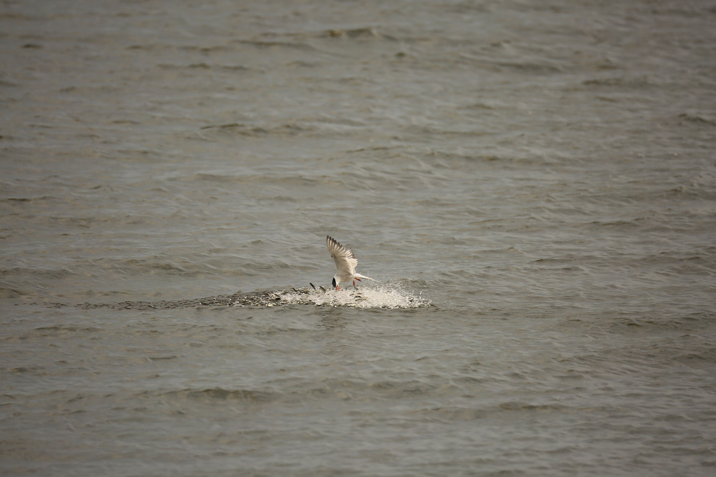 Tanto non ci prendi, Tanto non ci prendi