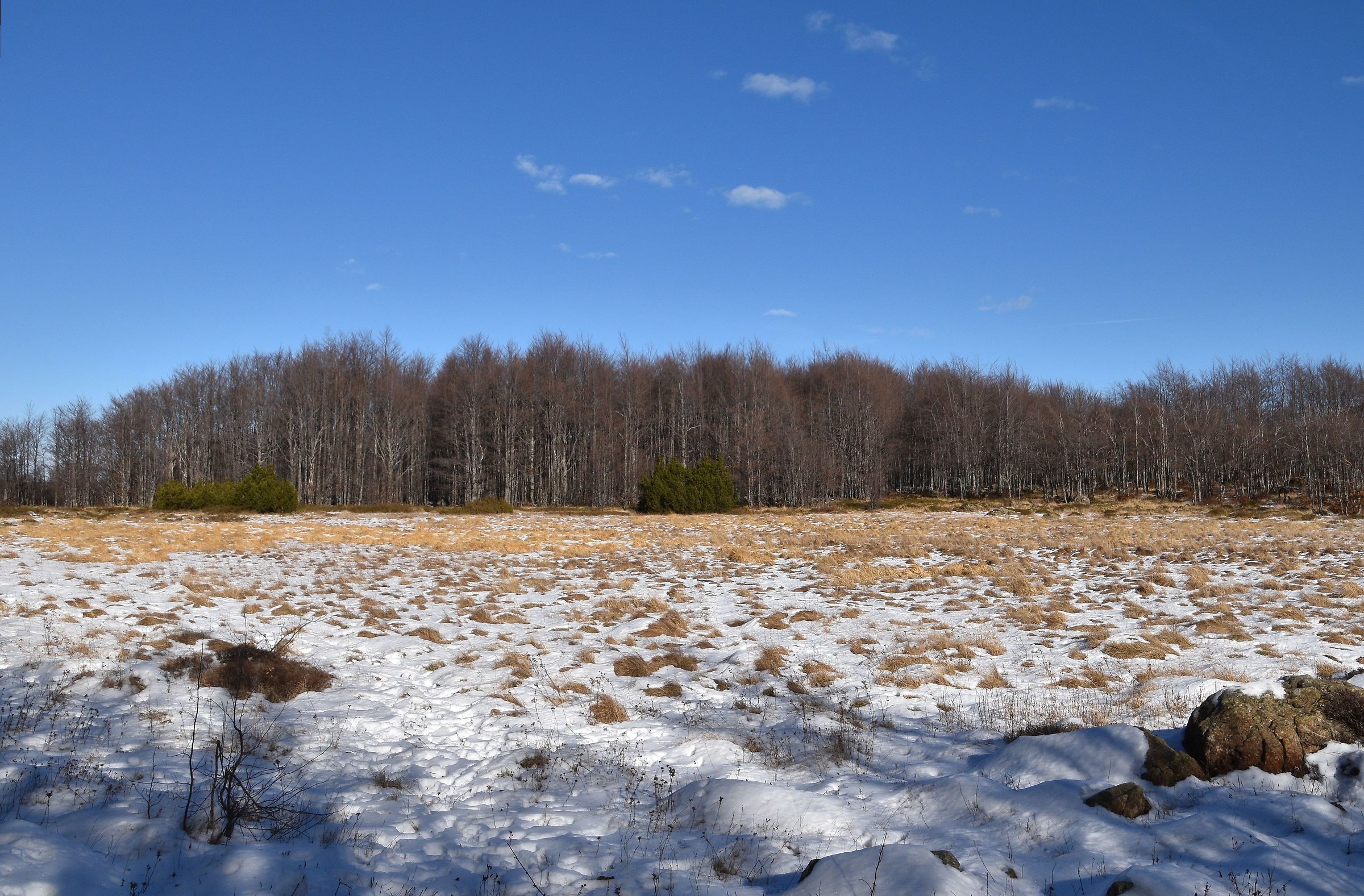Peat Bog at Black Lake