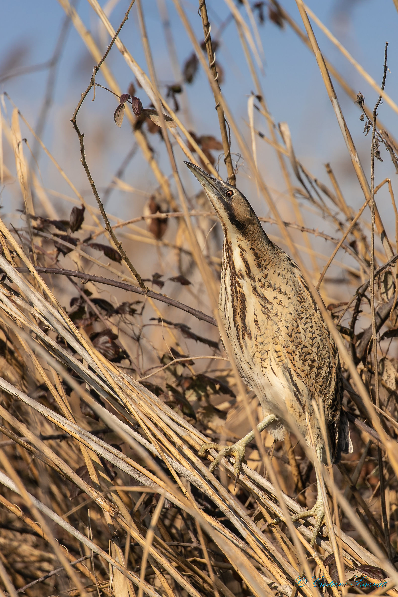 Tarabuso nelle Valli del Mincio MN