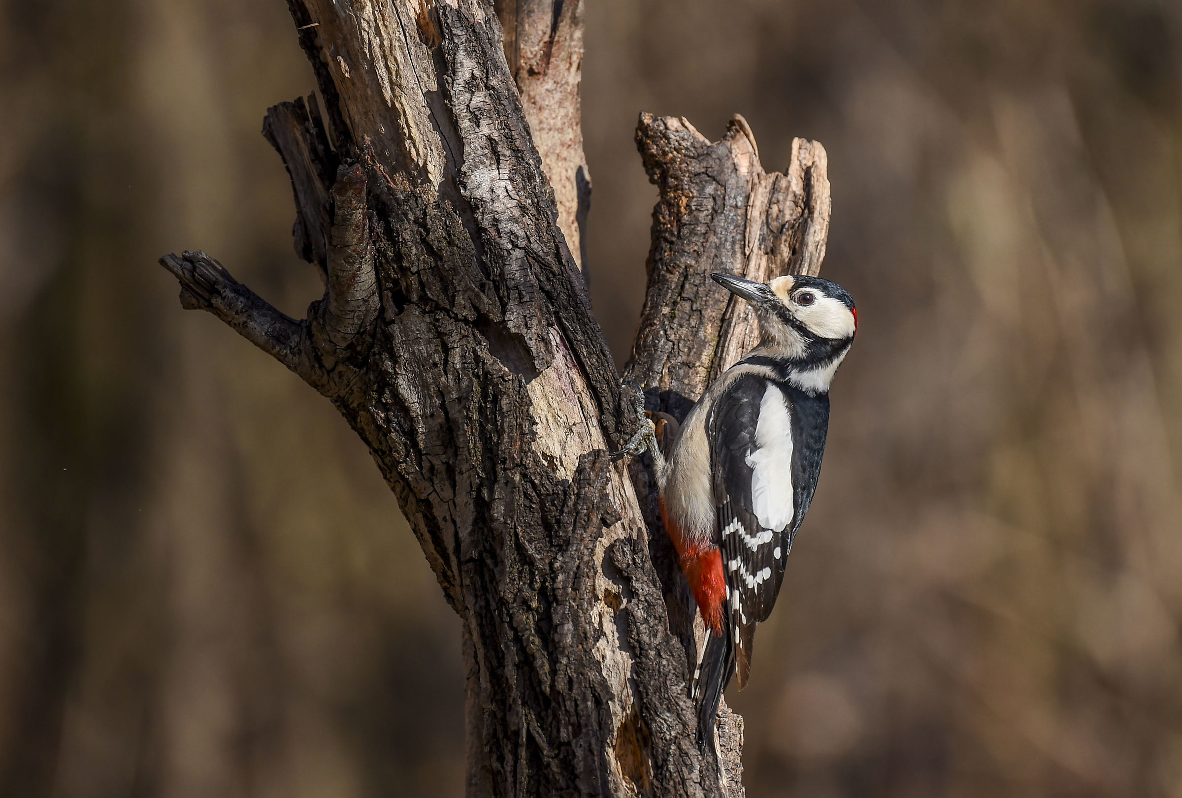Red Woodpeckers