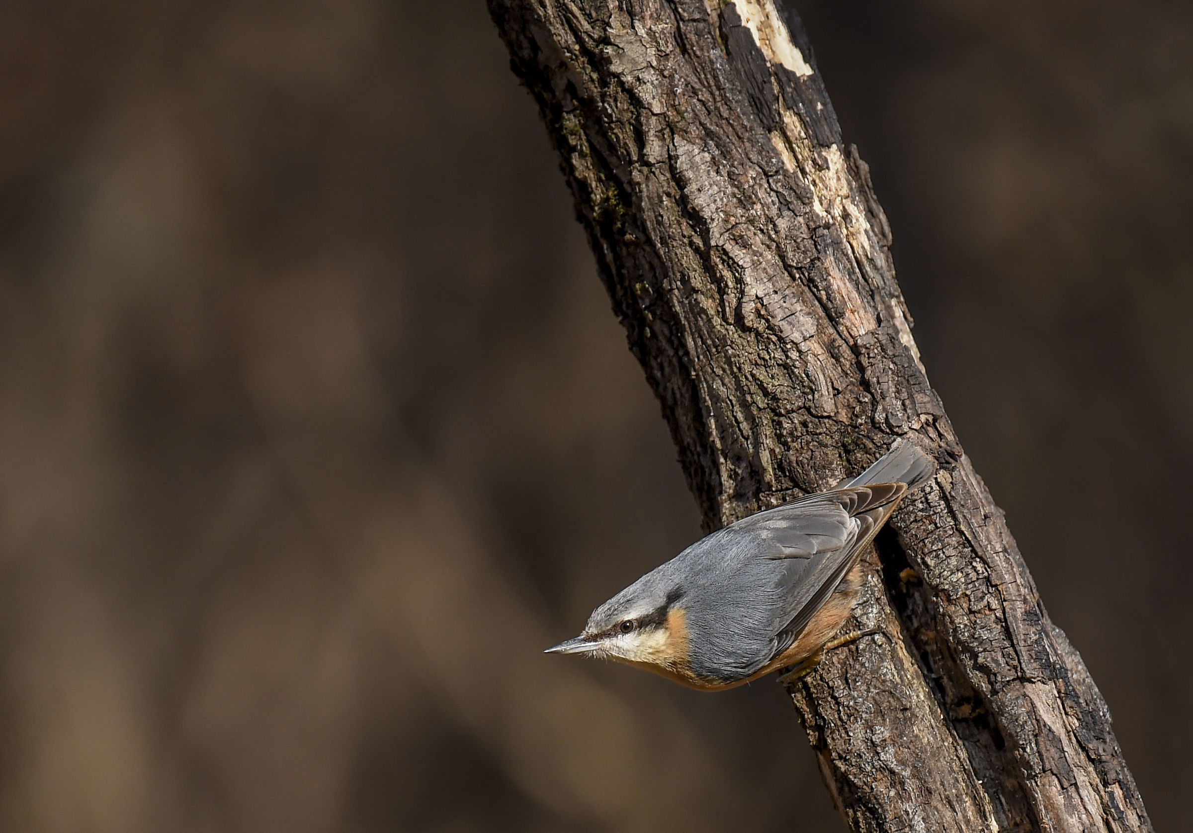 Nuthatch