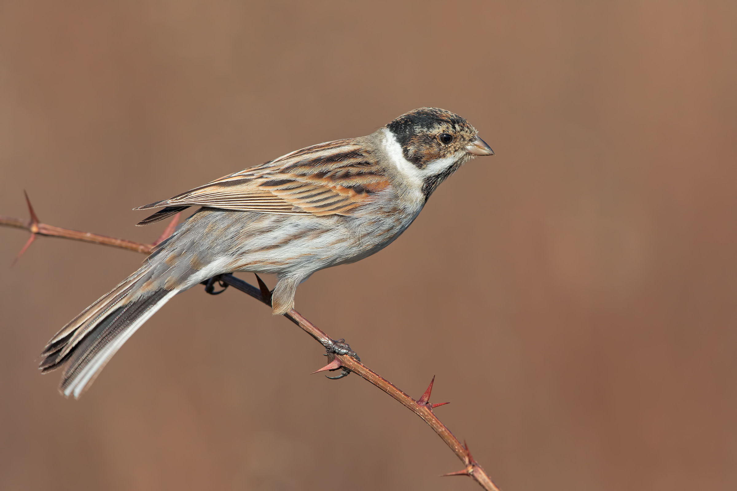Migliarino di palude