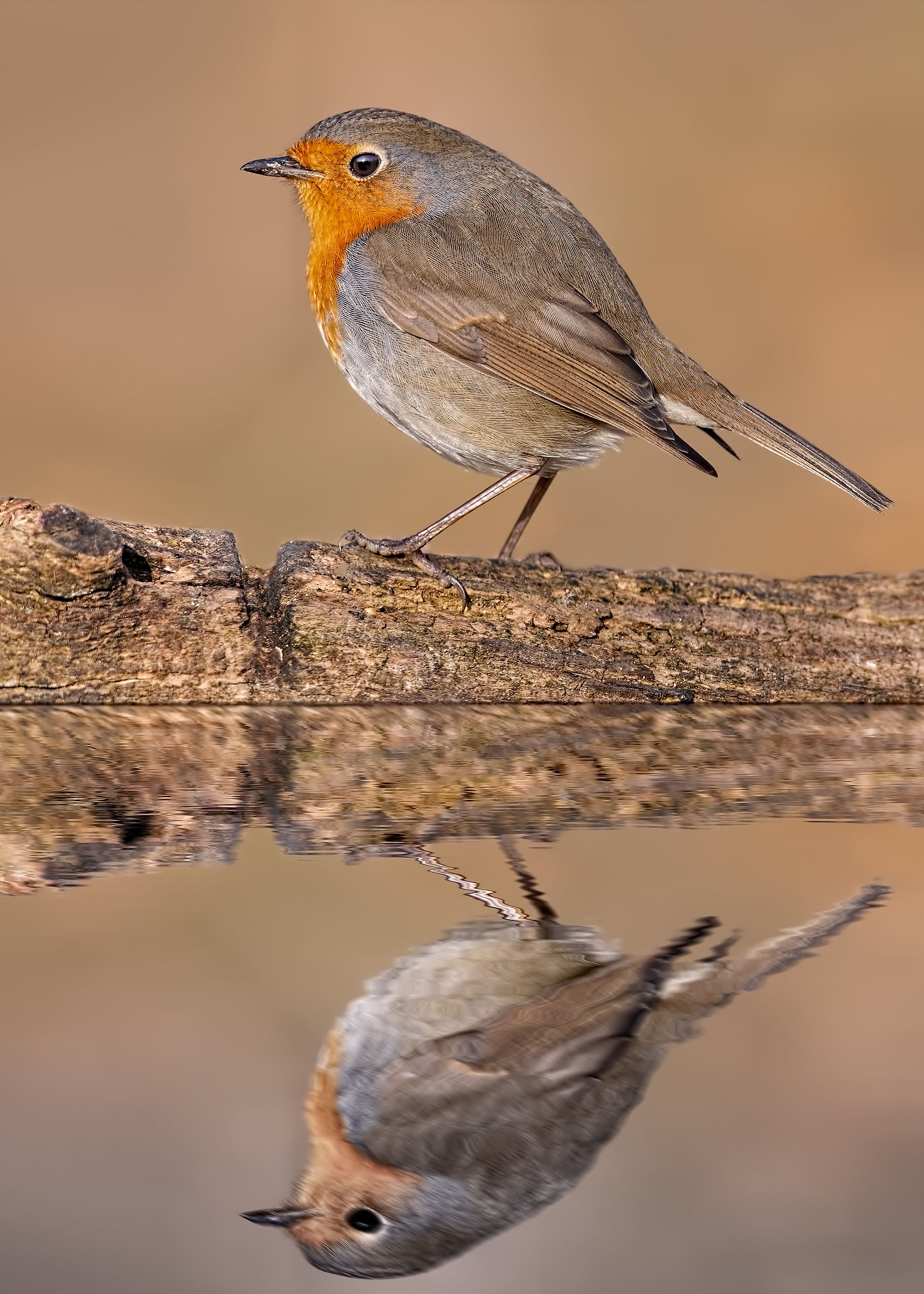 Reflex - Inverno 2019