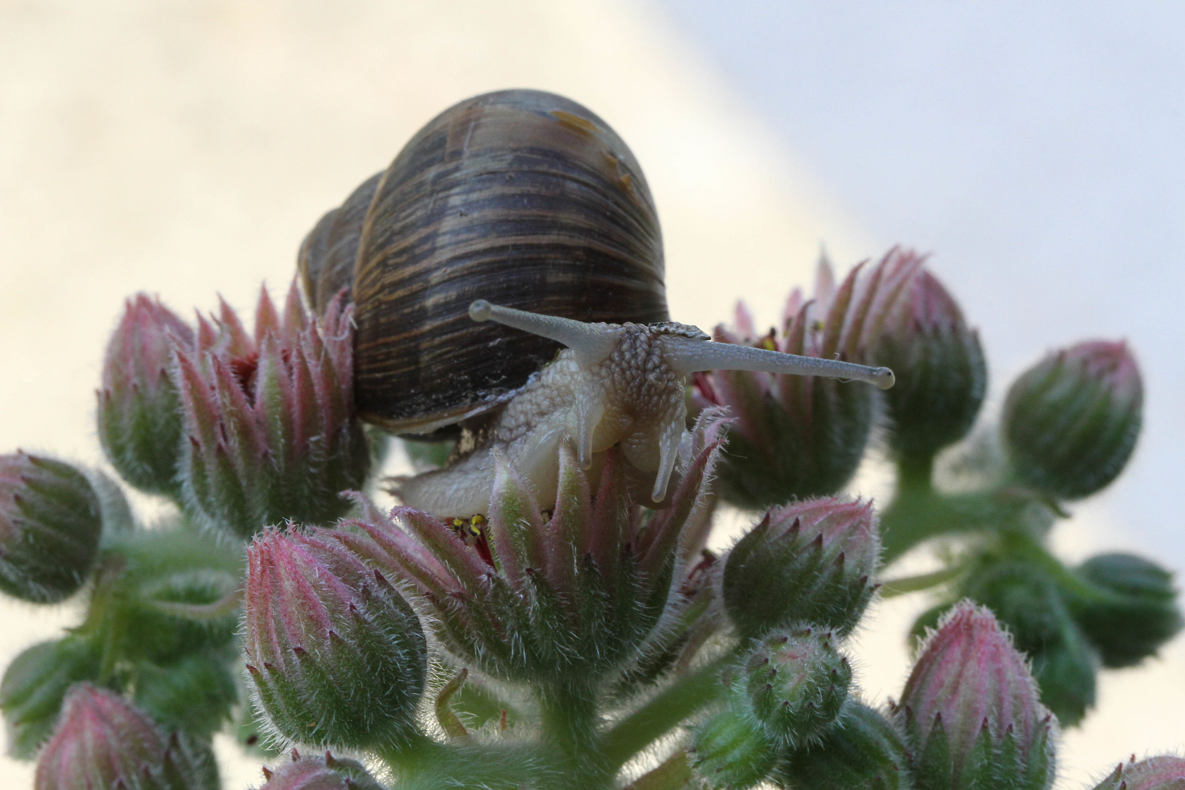 schiscia no i fiur....beva menoooo!