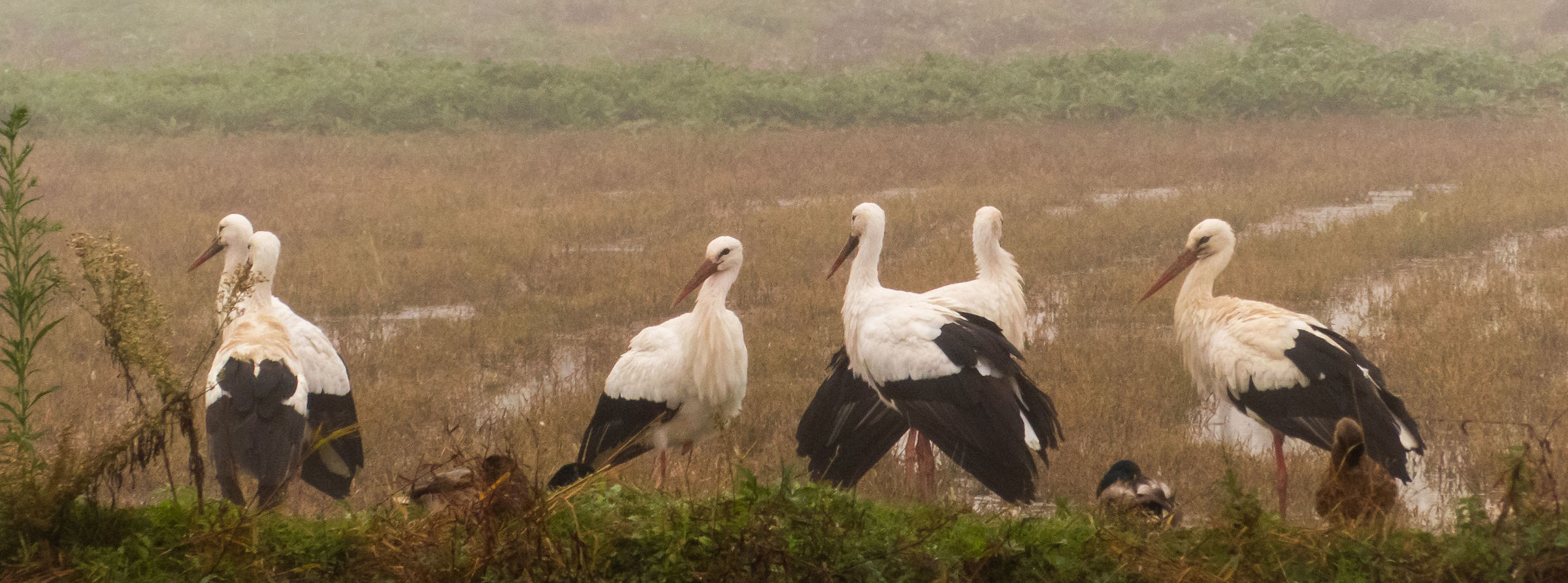 The Great Council of Storks