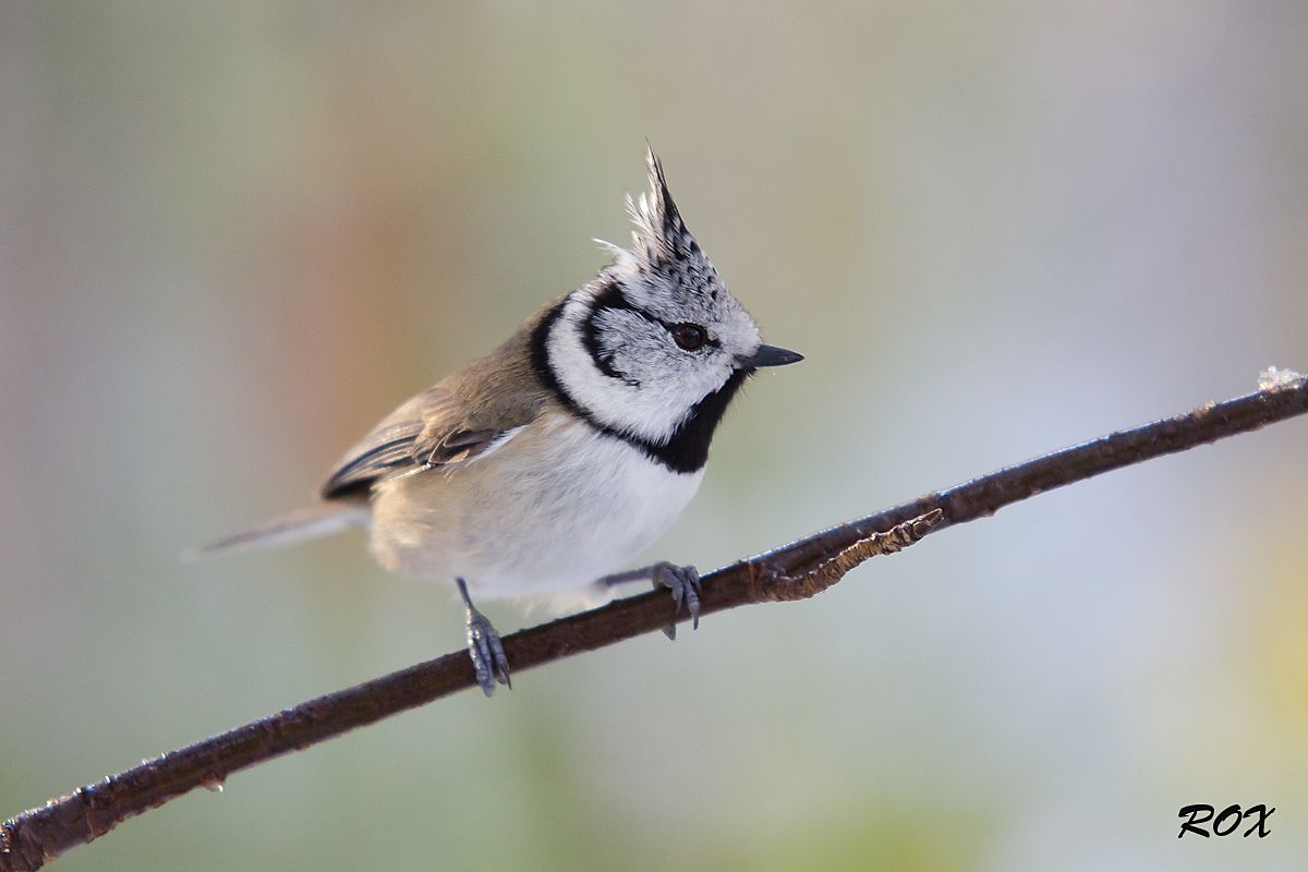 Cincia dal ciuffo e colori