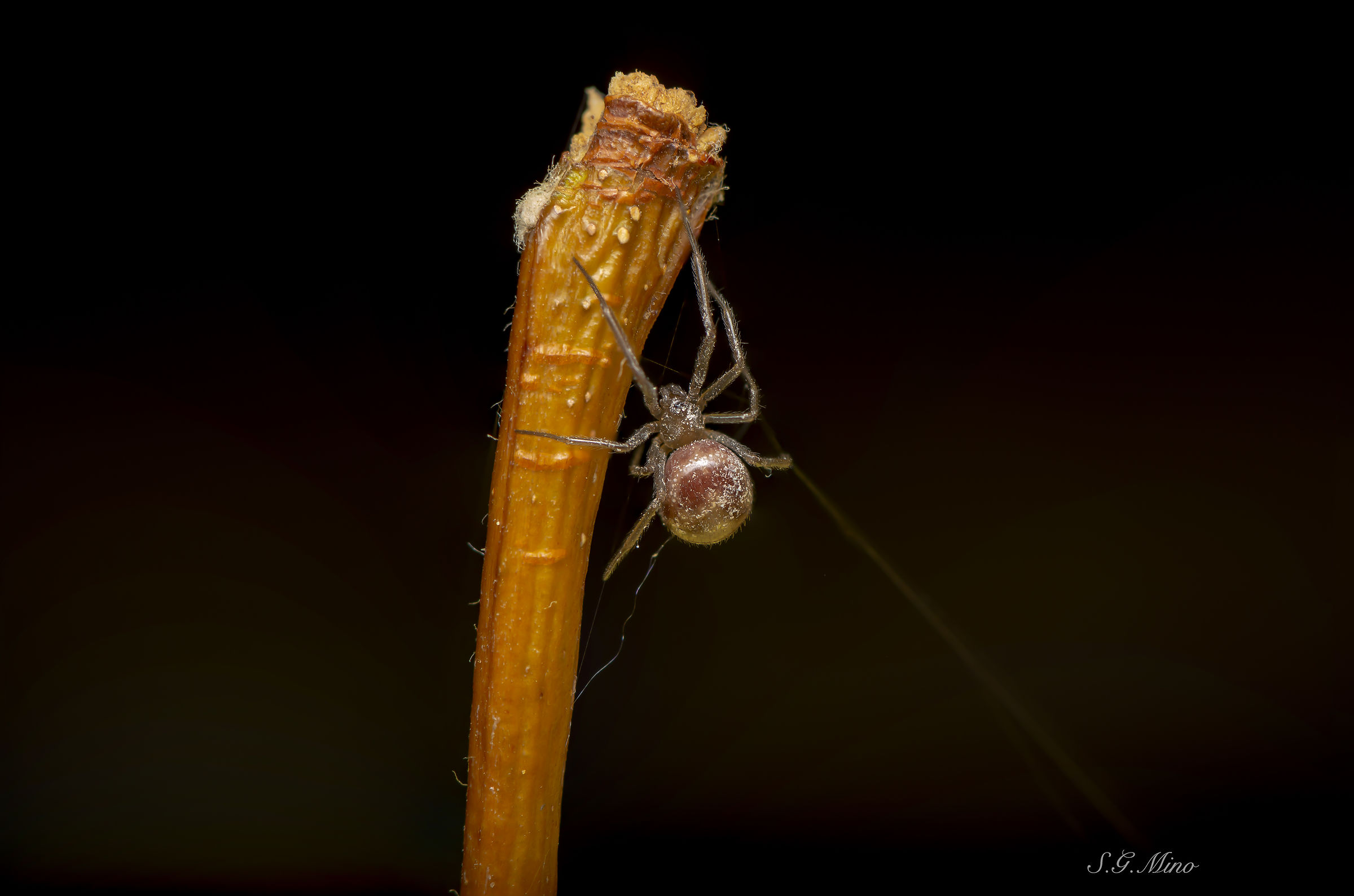 Focus stacking of 6 shots!