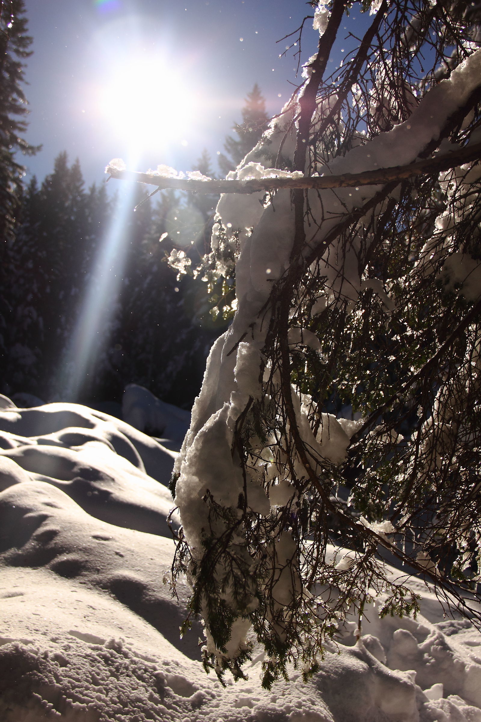 A light in the woods