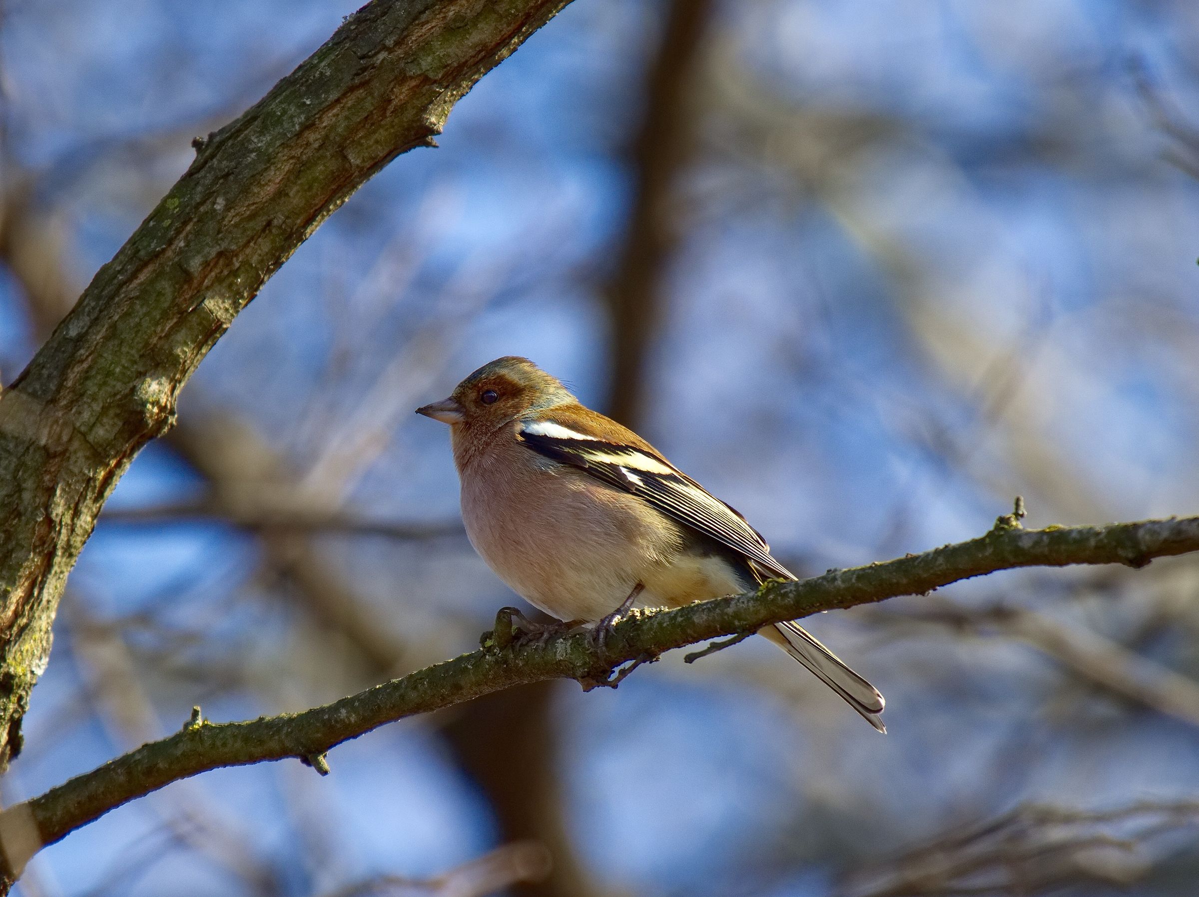 Finches in the Sun