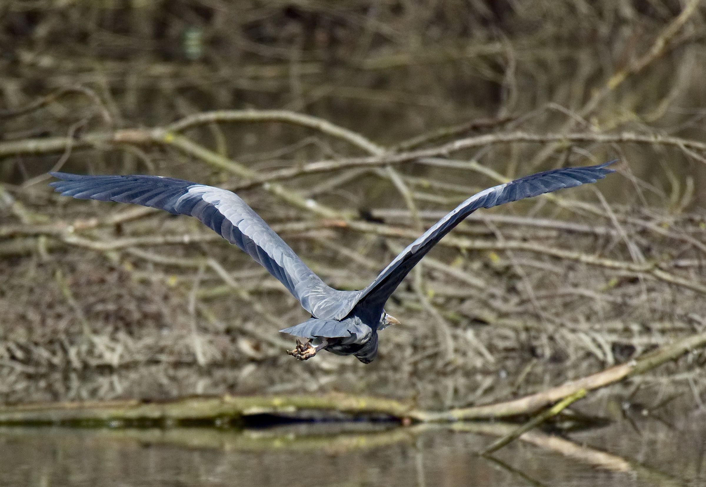 Pasqualino takes the flight