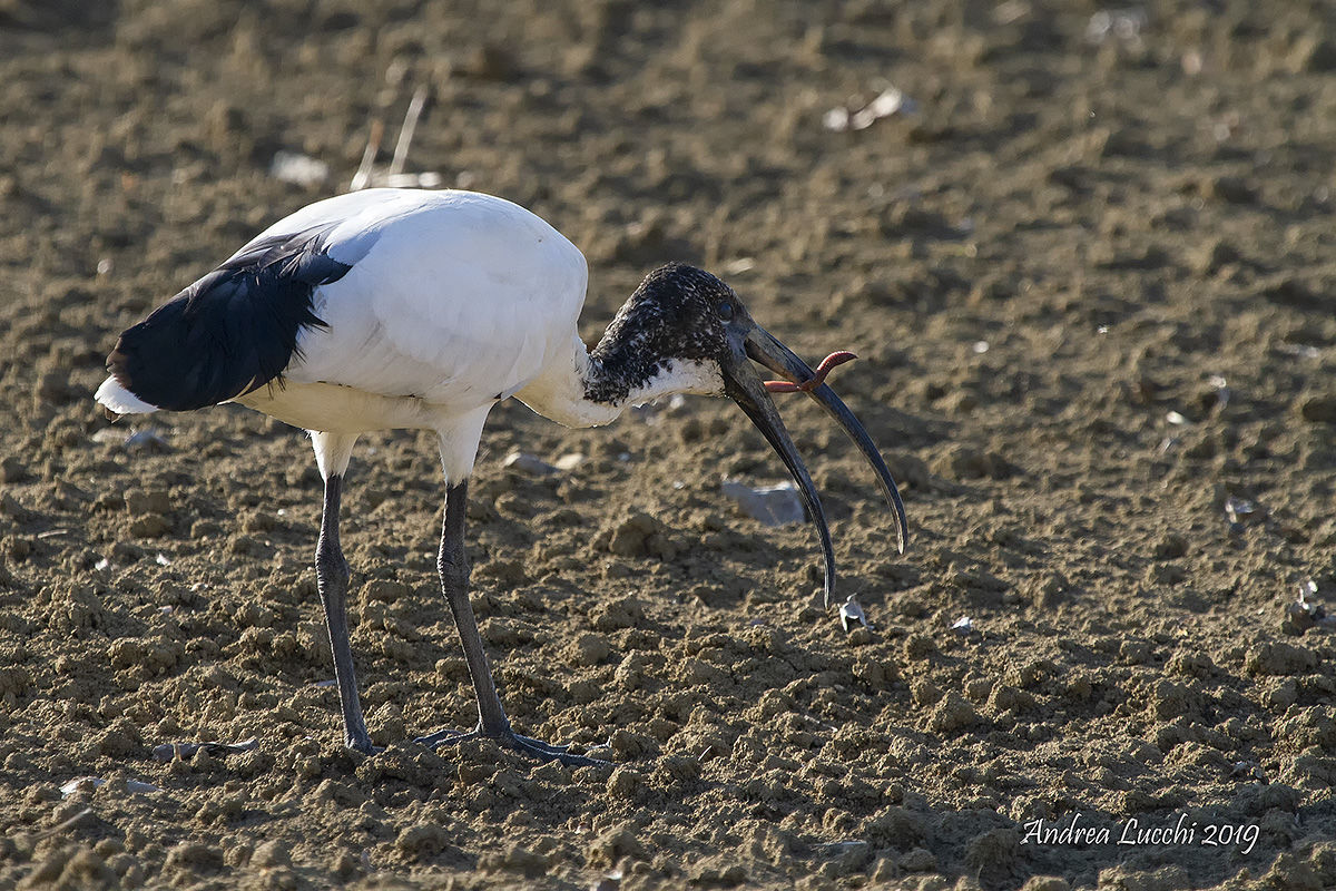 il pasto dell' ibis sequenza