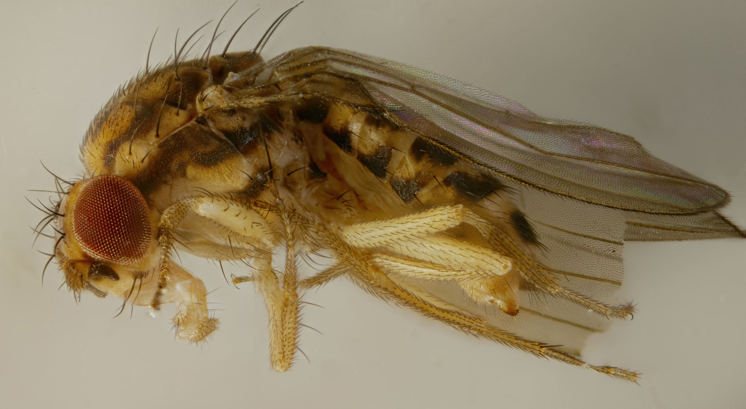 Fruit fly Drosophila melanogaster