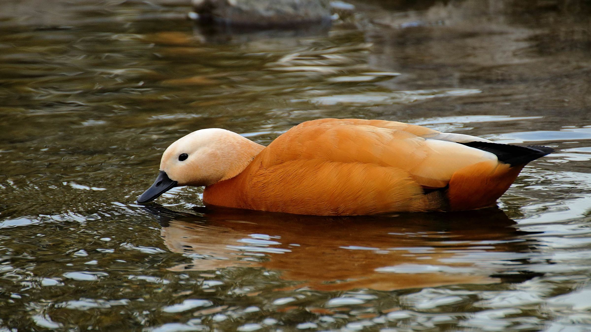 Tadorna ferruginea ( Casarca)